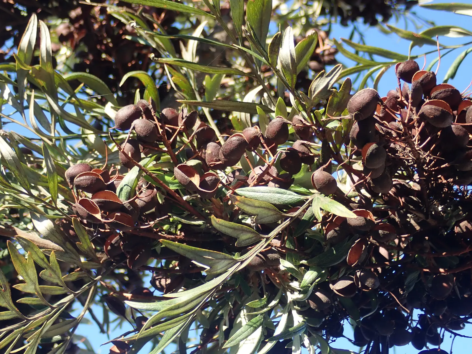 Silk Oak (Grevillea Robusta) — attracting pollinators such as hummingbirds and bees, image 63