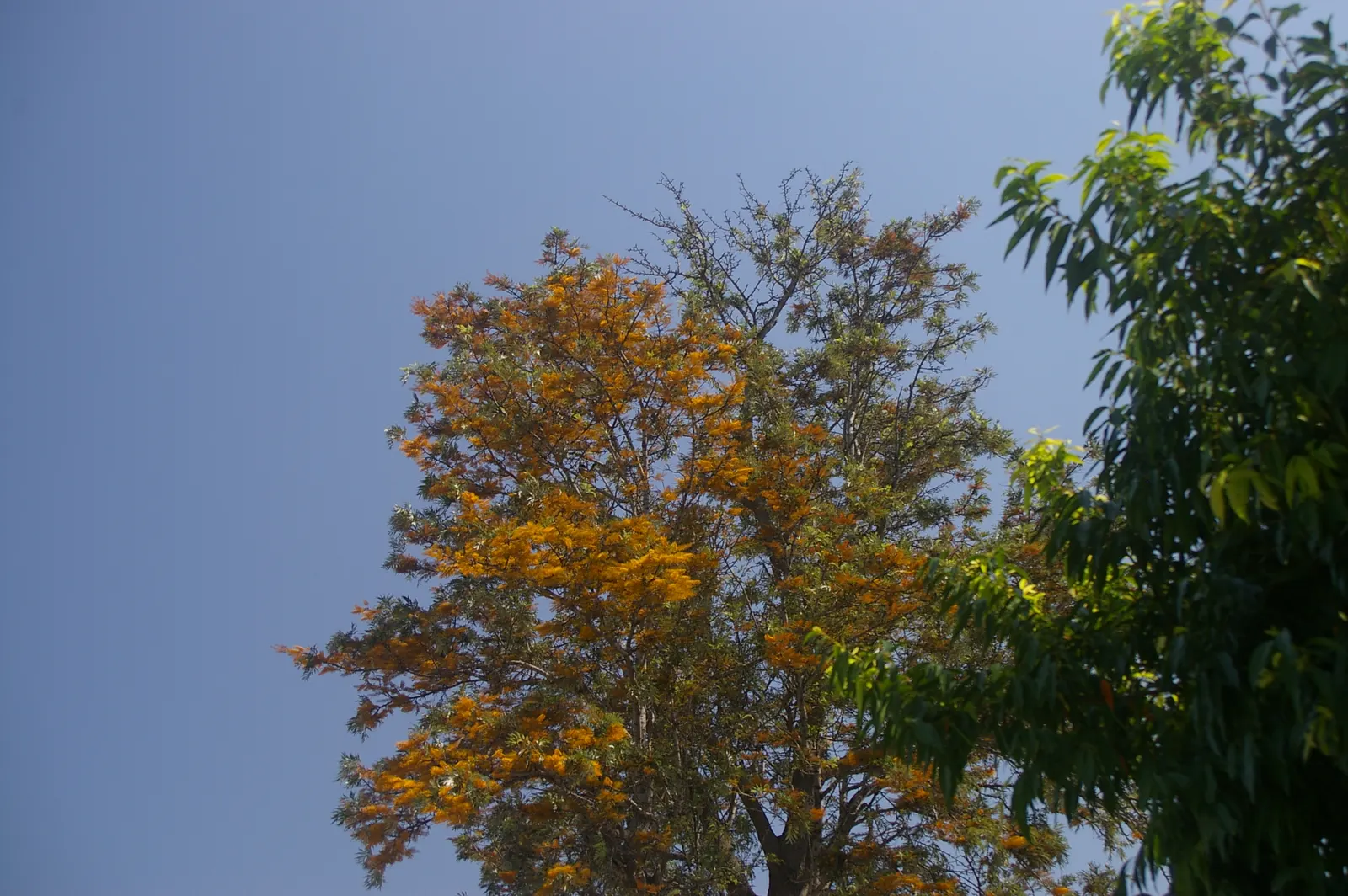 Silk Oak (Grevillea Robusta) — and it's recommended to plant it away from areas with heavy pedestrian traffic