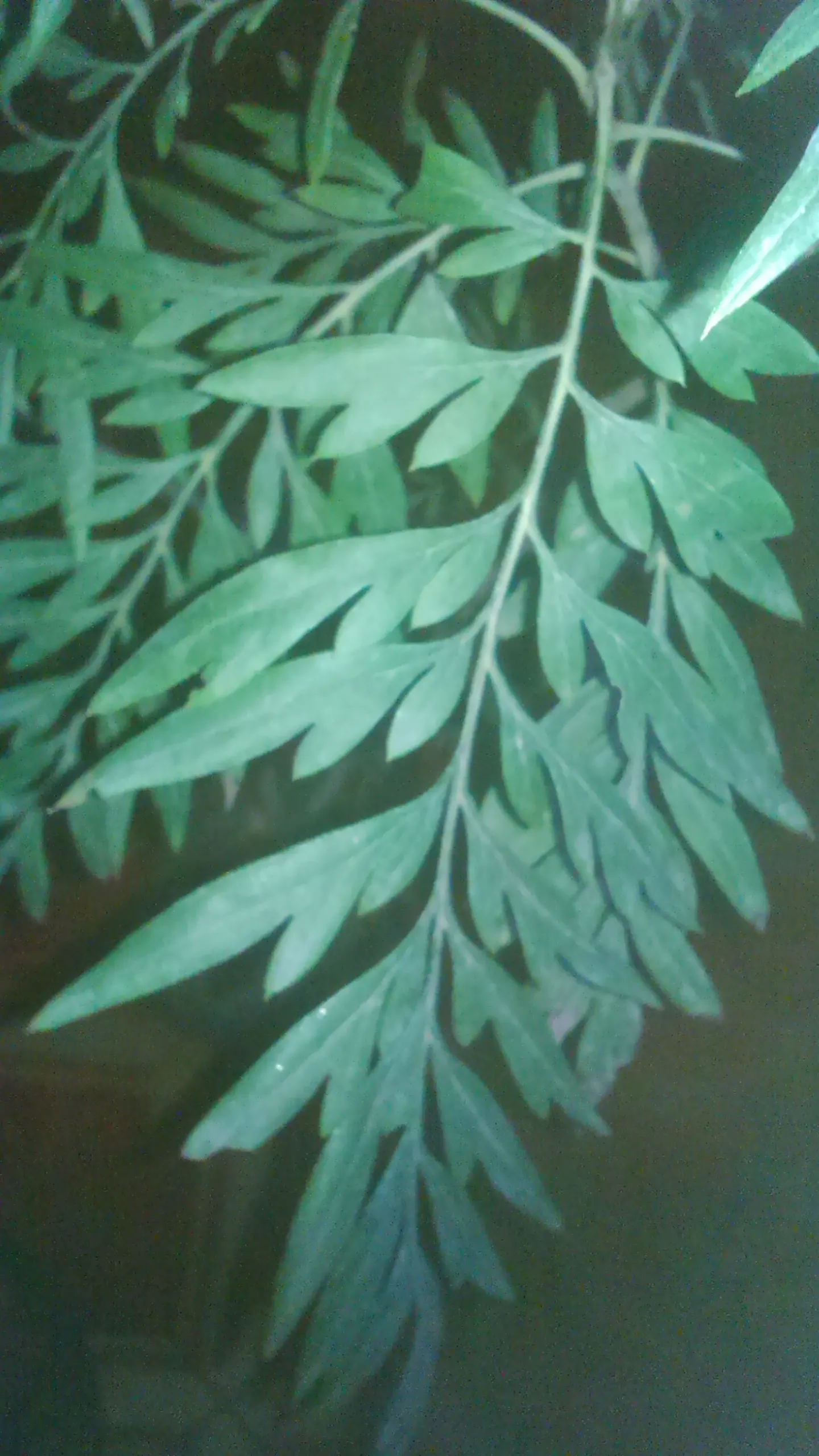 Silk Oak (Grevillea Robusta) — scientifically known as Grevillea robusta