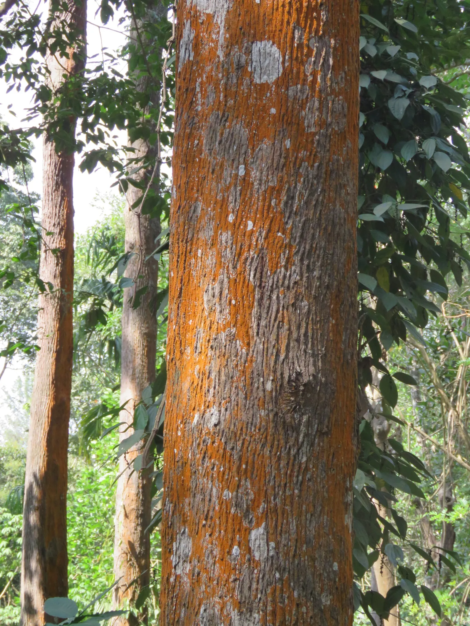 Silk Oak (Grevillea Robusta) — and it's recommended to plant it away from areas with heavy pedestrian traffic; as it has an aggressive root system, image 71