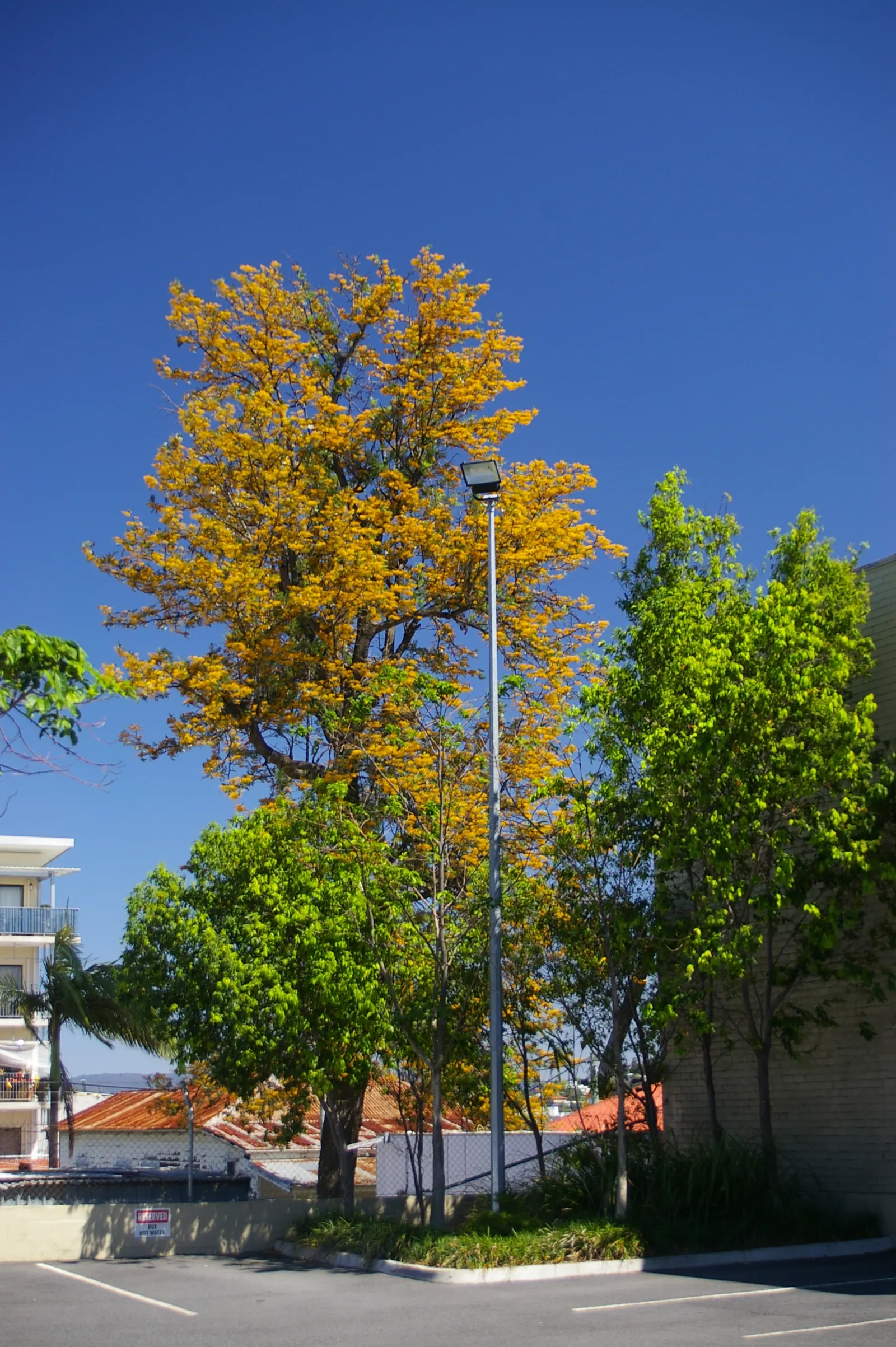 Silk Oak (Grevillea Robusta) — it is important to note that the Silk Oak is best suited for USDA zones 9 to 11 and prefers well-drained soils