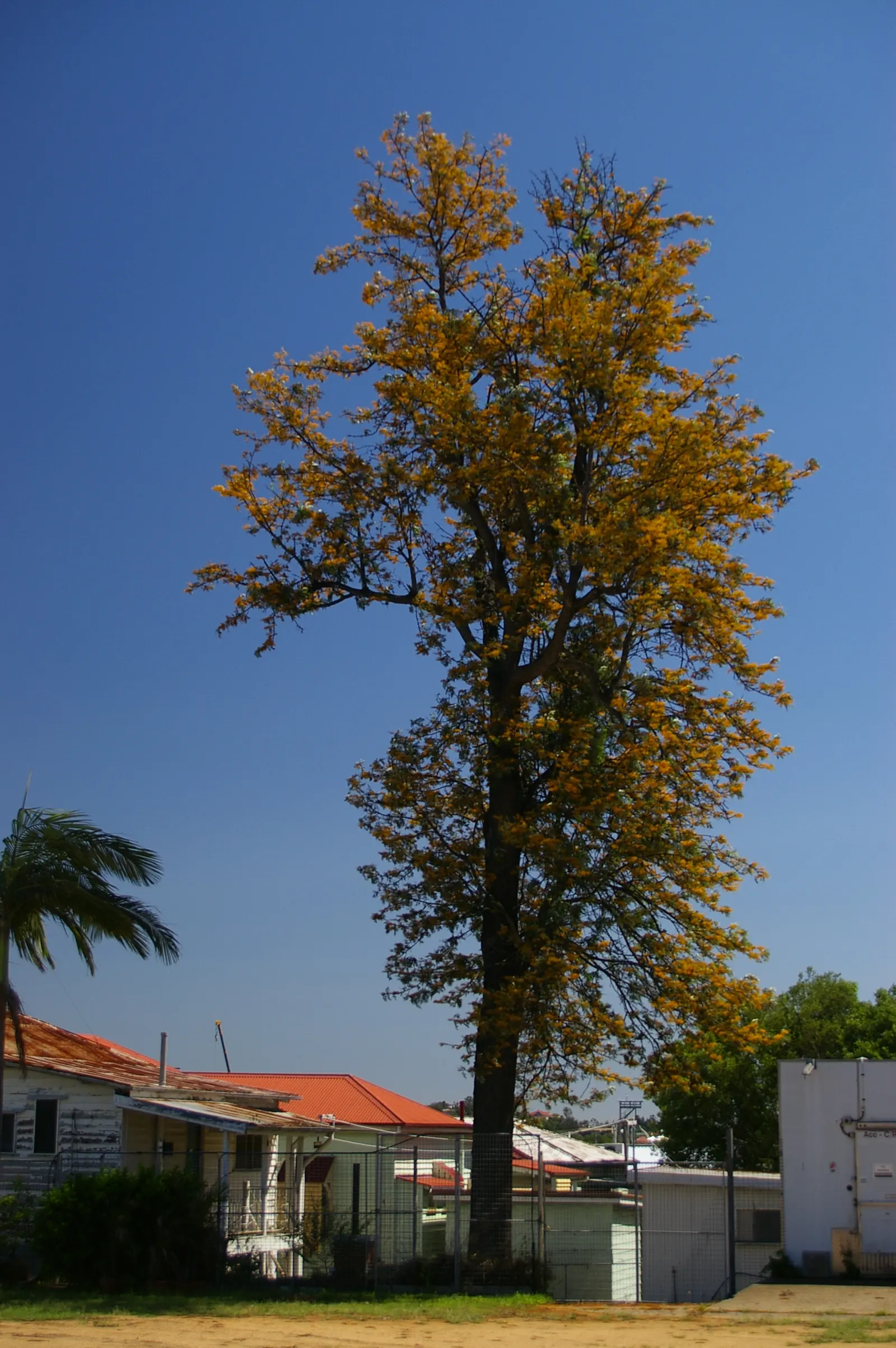 Silk Oak (Grevillea Robusta) — Regular pruning will help maintain its shape and prevent excessive spread