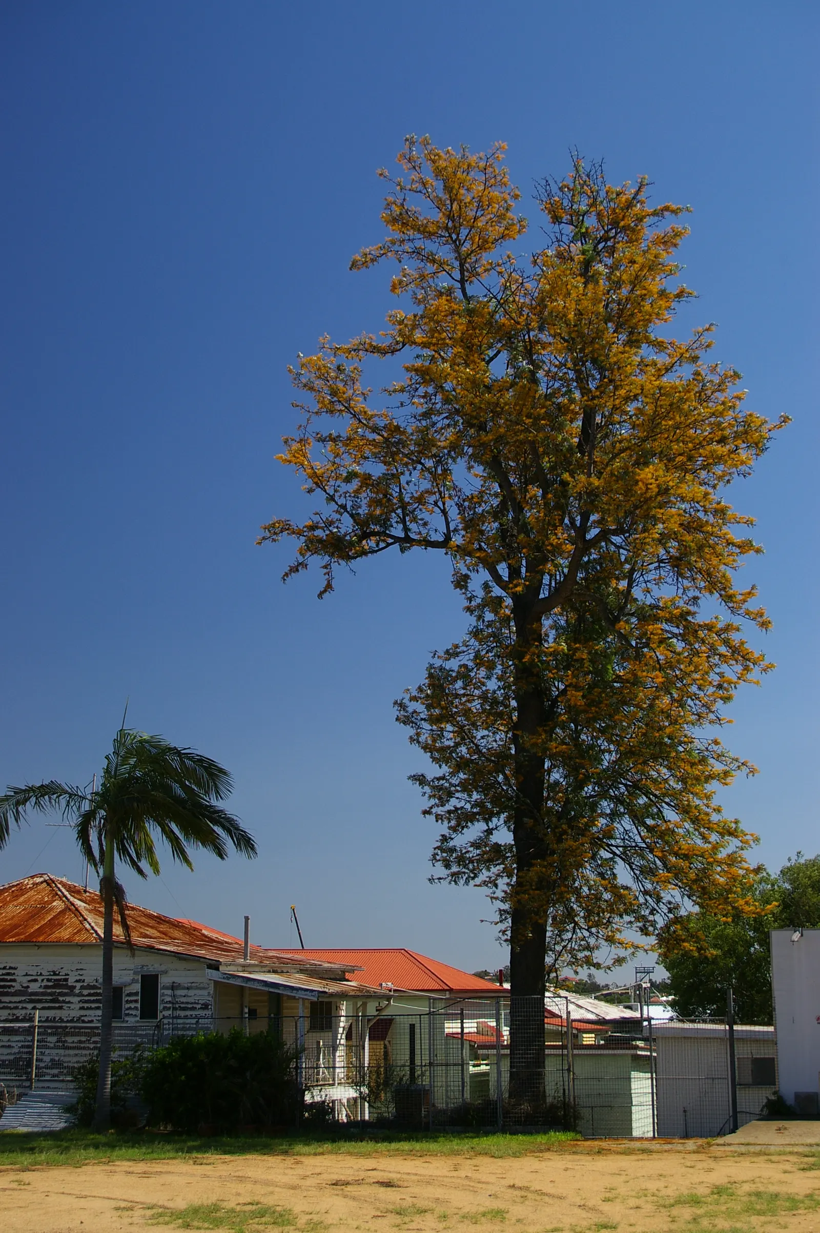 Silk Oak (Grevillea Robusta) — dissected leaves.<br><br>For landscape purposes