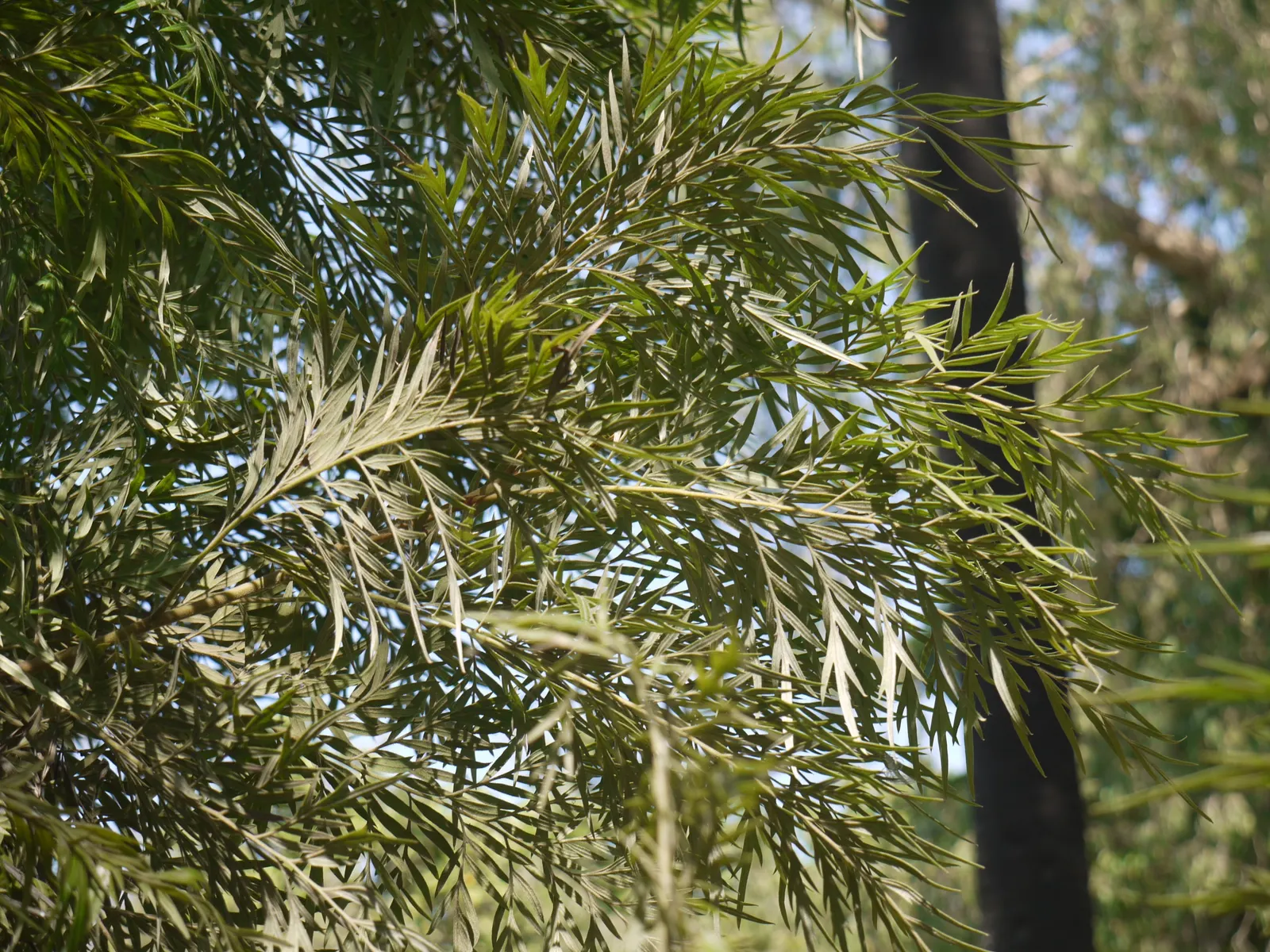 Silk Oak (Grevillea Robusta) — bottlebrush-like flowers bloom abundantly