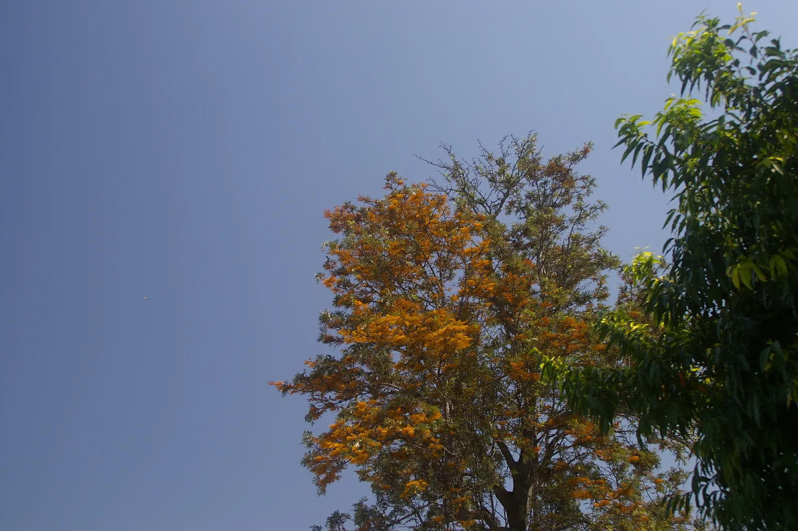 Silk Oak (Grevillea Robusta) — tree with gold and yellow blooms