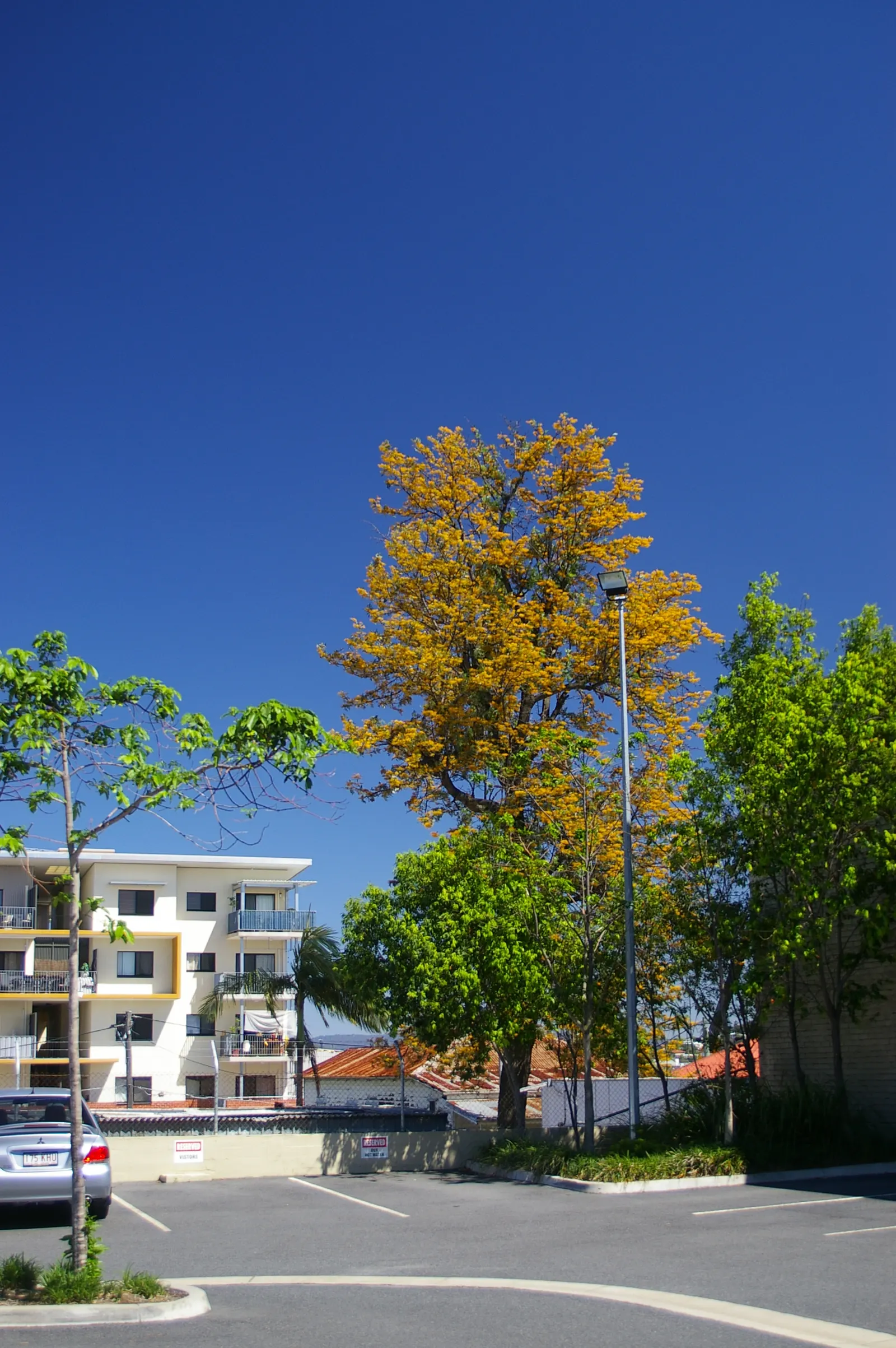 Silk Oak (Grevillea Robusta) — tree for full