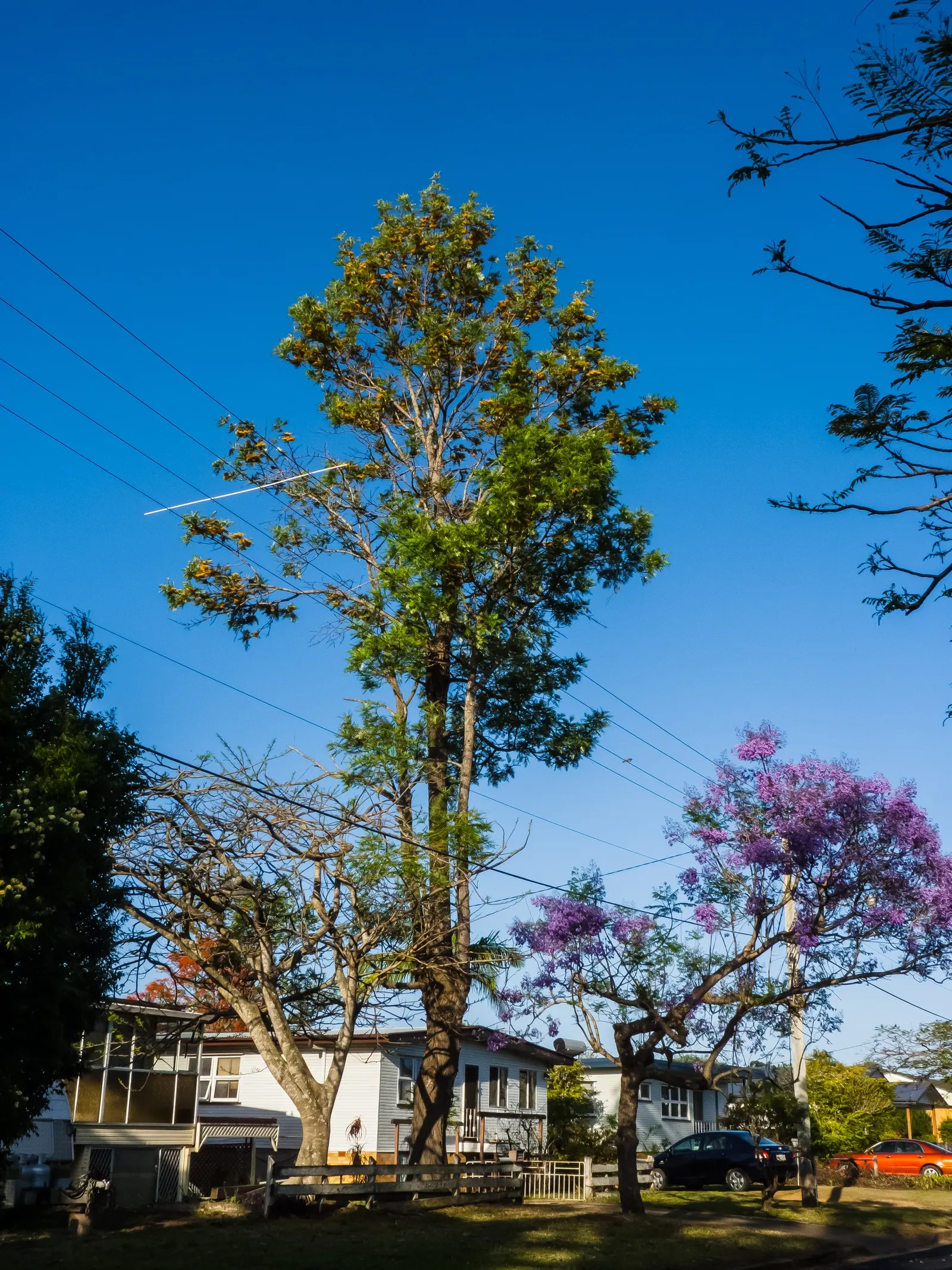 Silk Oak (Grevillea Robusta) — dissected leaves.<br><br>For landscape purposes; native to the eastern coastal regions of Australia, image 66
