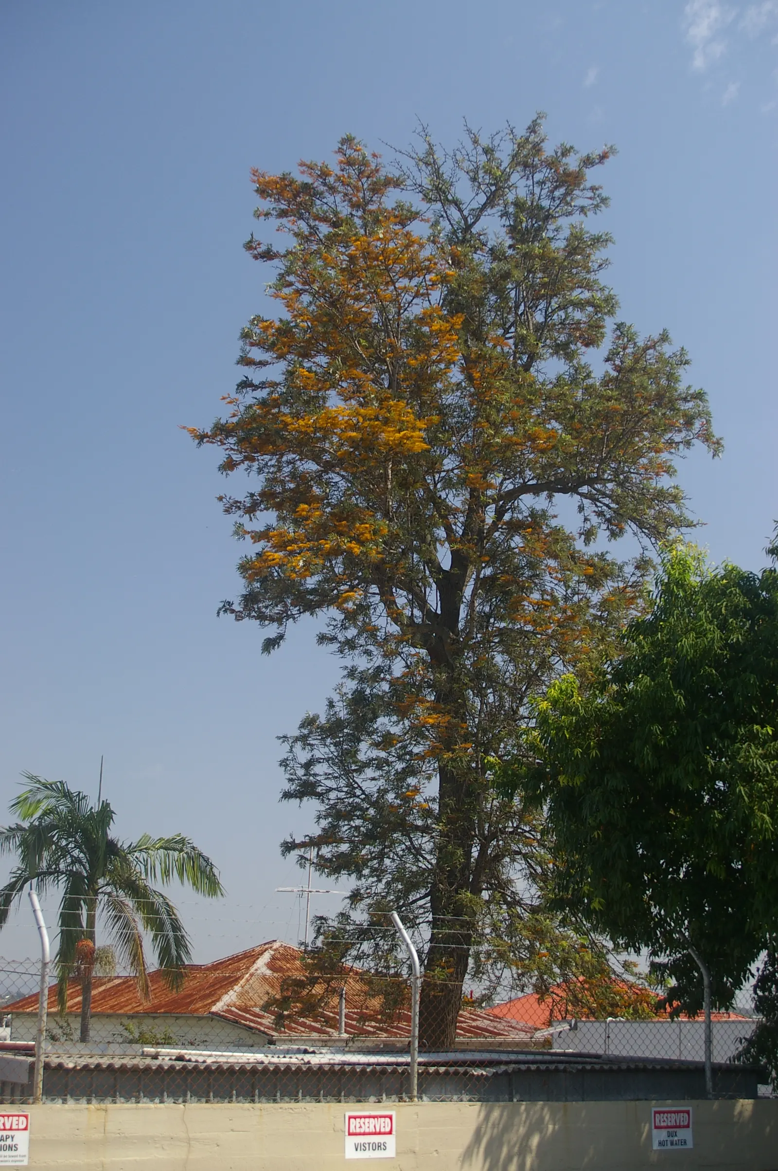 Silk Oak (Grevillea Robusta) — Its nectar-rich, orange blossoms emerge in spring, attracting pollinators; it requires full sun exposure to thrive and can