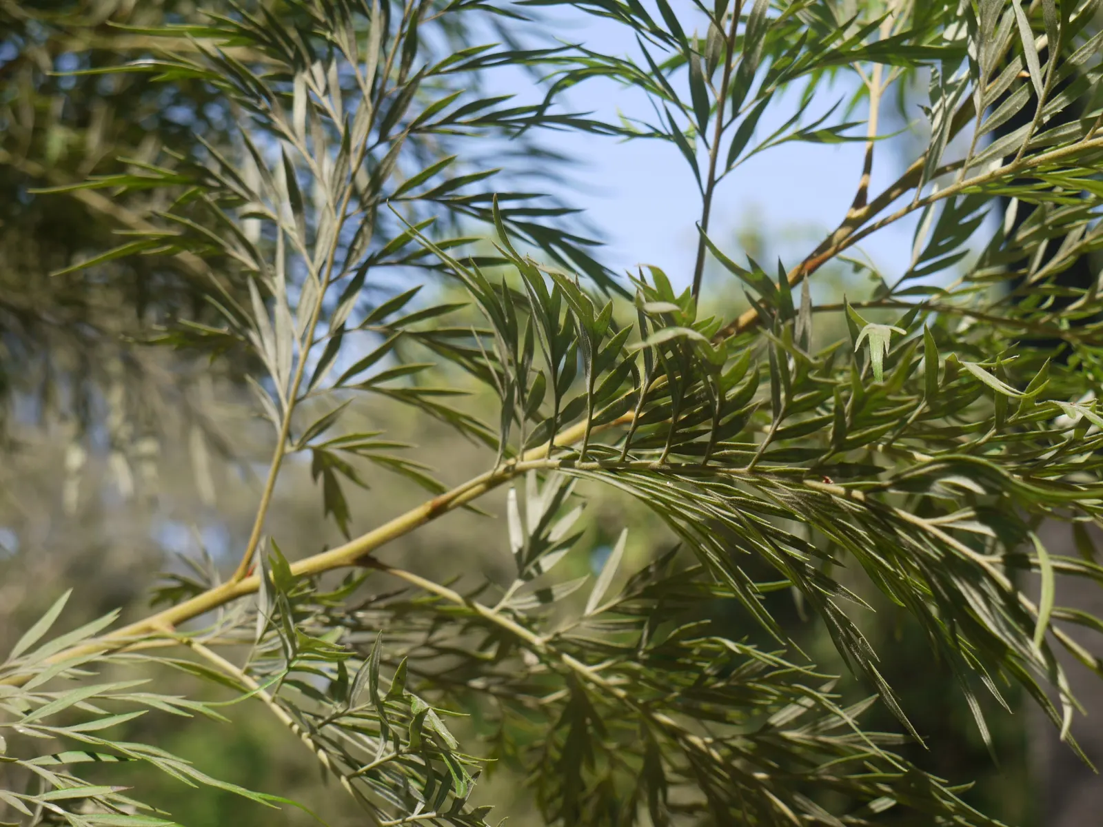 Silk Oak (Grevillea Robusta) — Its nectar-rich, orange blossoms emerge in spring, attracting pollinators