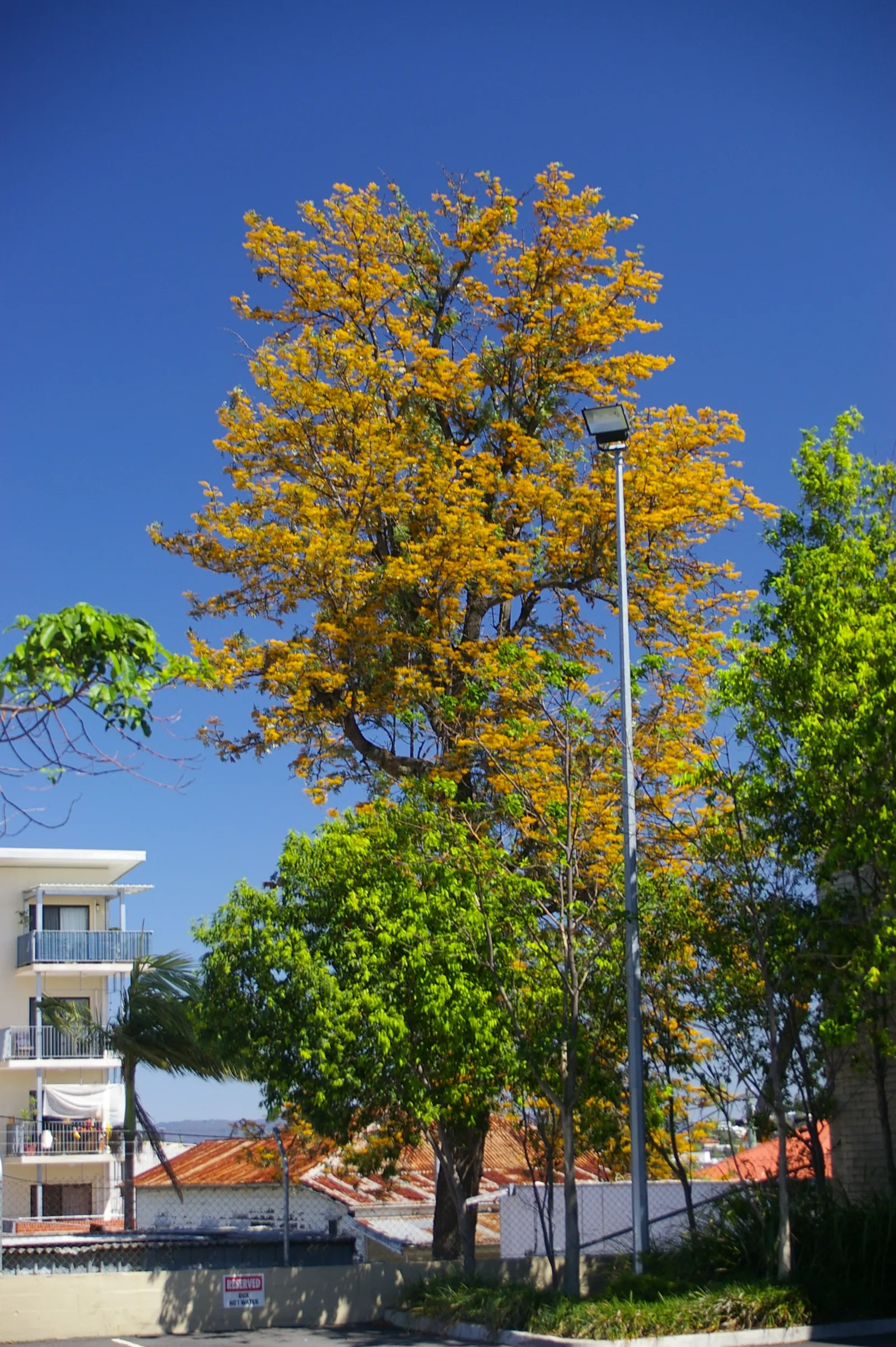 Silk Oak (Grevillea Robusta) — growing up to 100 feet tall with a spread of 20-30 feet; the Silk Oak's fern-like foliage presents a delicate texture