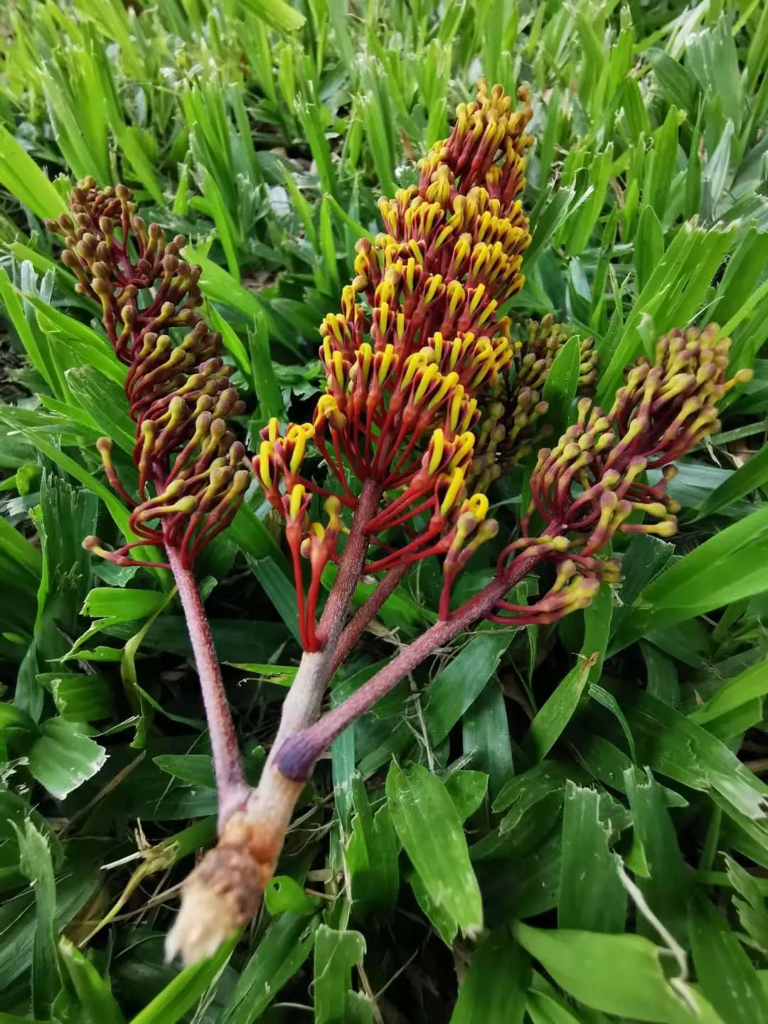 Silk Oak (Grevillea Robusta) — Regular pruning will help maintain its shape and prevent excessive spread; is an elegant evergreen with fern-like foliage