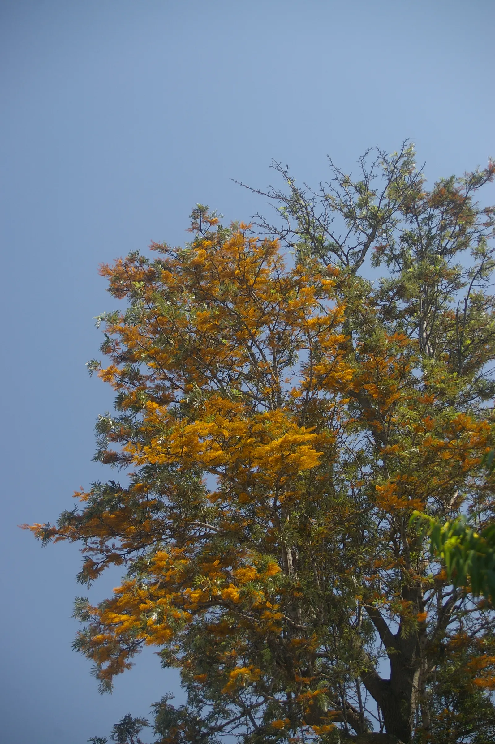 Silk Oak (Grevillea Robusta) — tree for full; regular pruning will help maintain its shape and prevent excessive spread, image 75