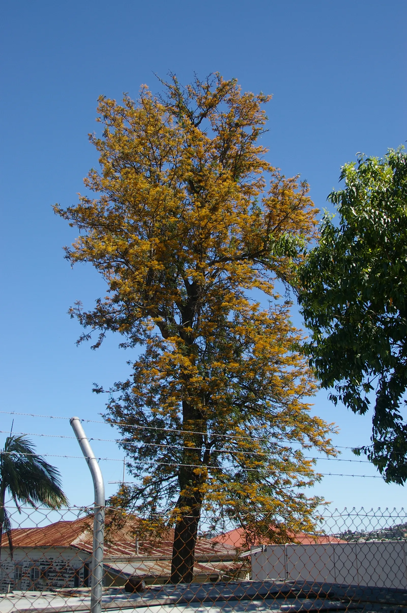 Silk Oak (Grevillea Robusta) — attracting pollinators such as hummingbirds and bees