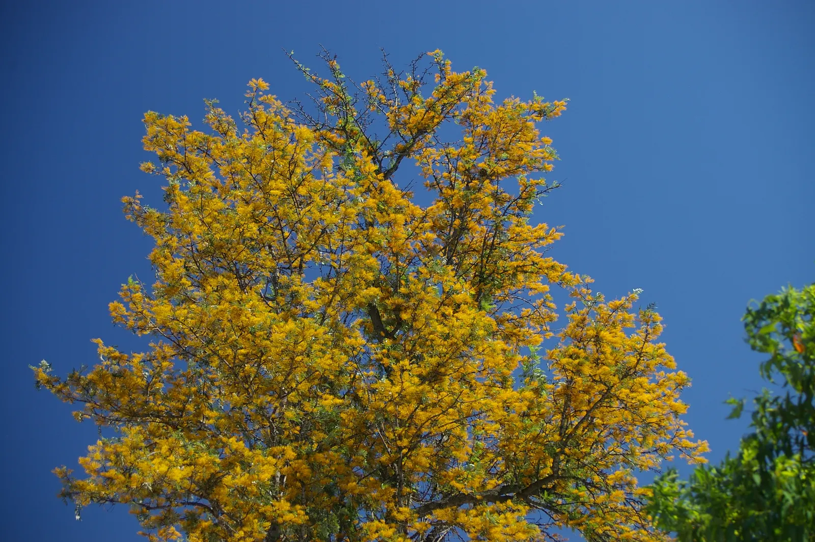 Silk Oak (Grevillea Robusta) — is an elegant evergreen with fern-like foliage