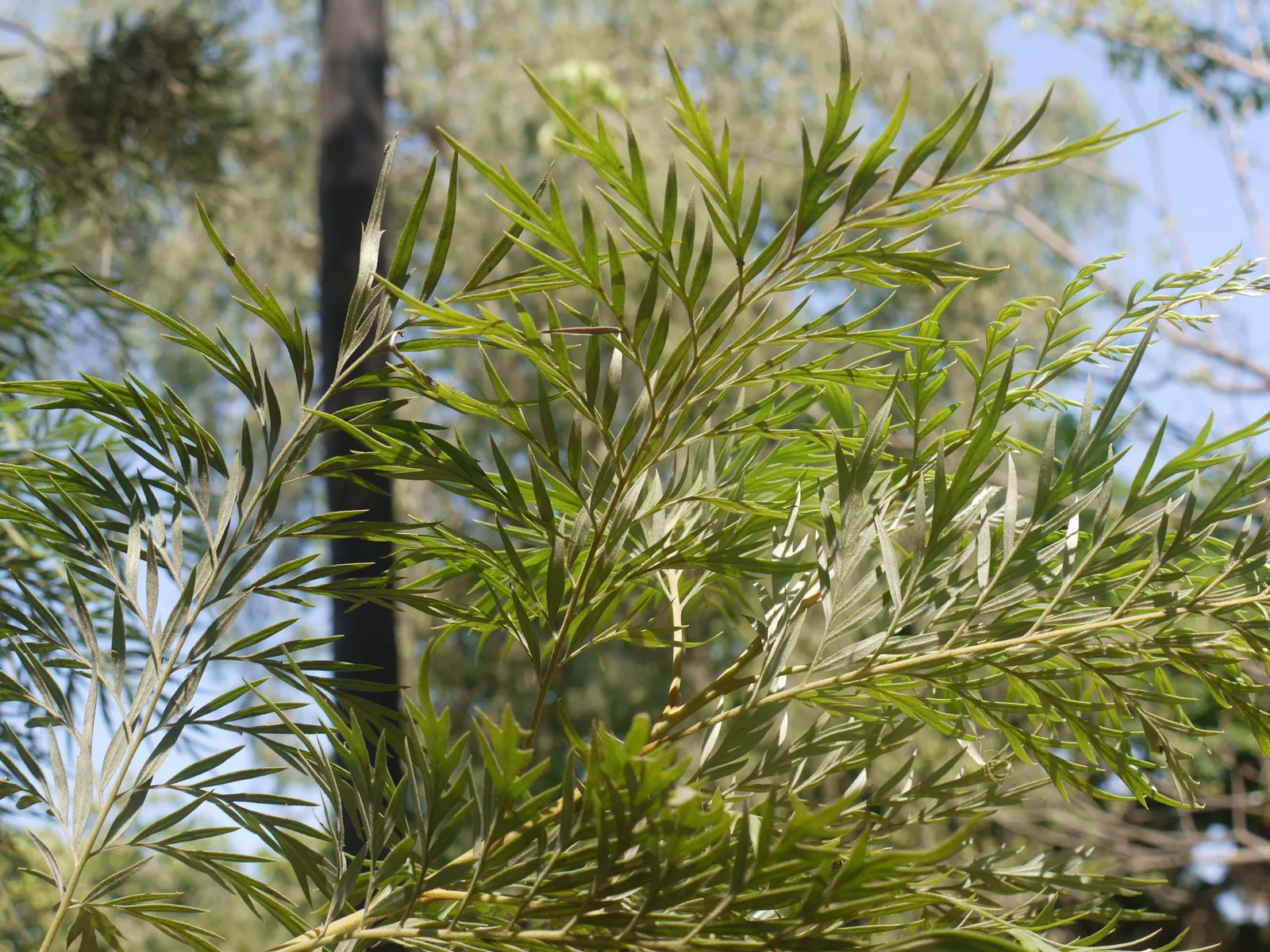 Silk Oak (Grevillea Robusta) — the foliage may cause skin irritation on sensitive individuals; bottlebrush-like flowers bloom abundantly, image 70