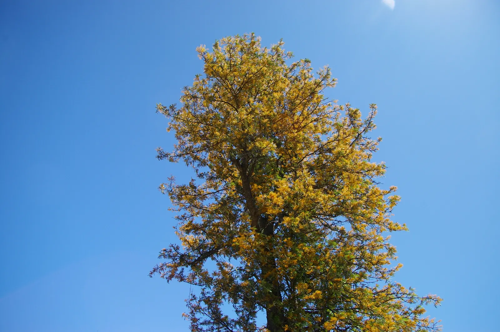 Silk Oak (Grevillea Robusta) — Its nectar-rich, orange blossoms emerge in spring, attracting pollinators; it requires full sun exposure to thrive, image 78