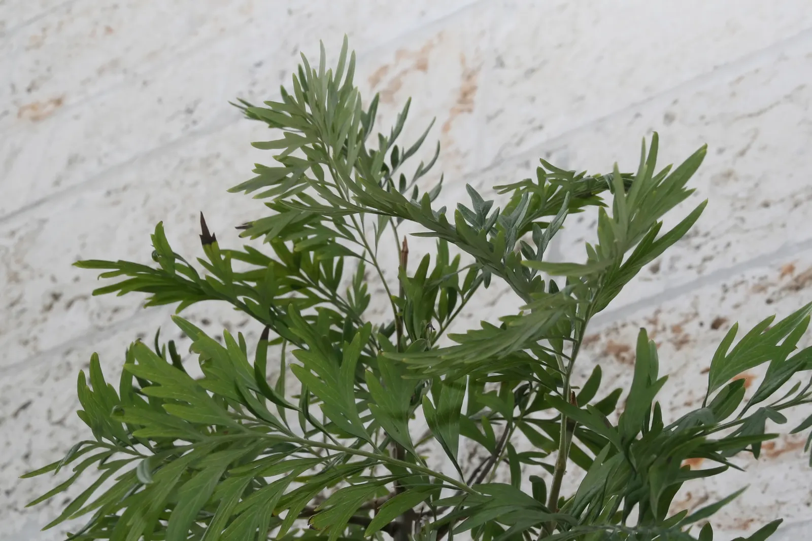 Silk Oak (Grevillea Robusta) — Native to the eastern coastal regions of Australia