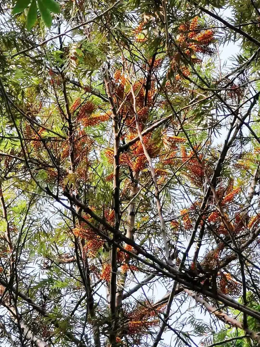Silk Oak (Grevillea Robusta) — gold and yellow flowers in the garden; is a majestic evergreen tree renowned for its ornamental qualities and fast-growing nature