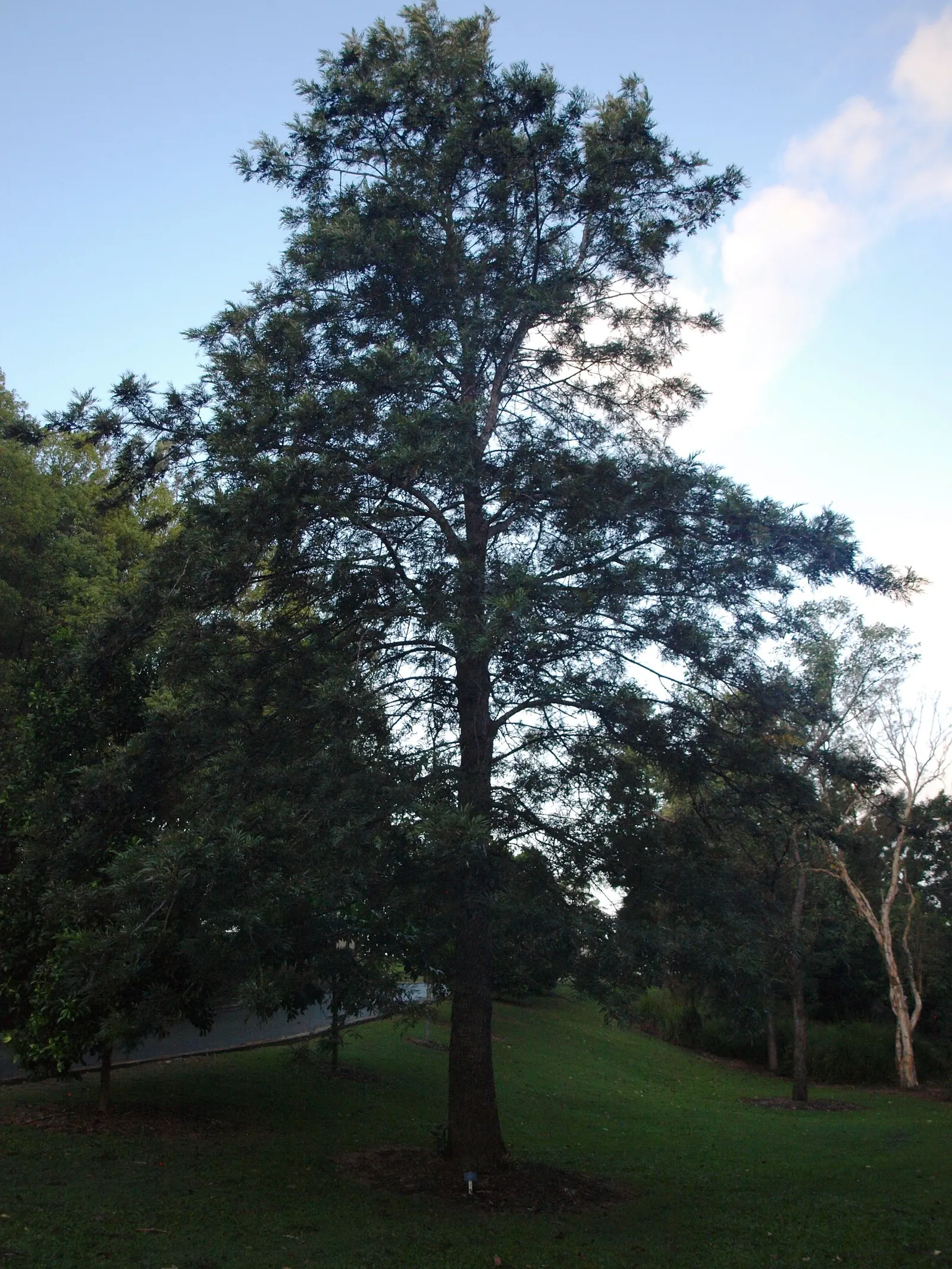 Silk Oak (Grevillea Robusta) — is a majestic evergreen tree renowned for its ornamental qualities and fast-growing nature