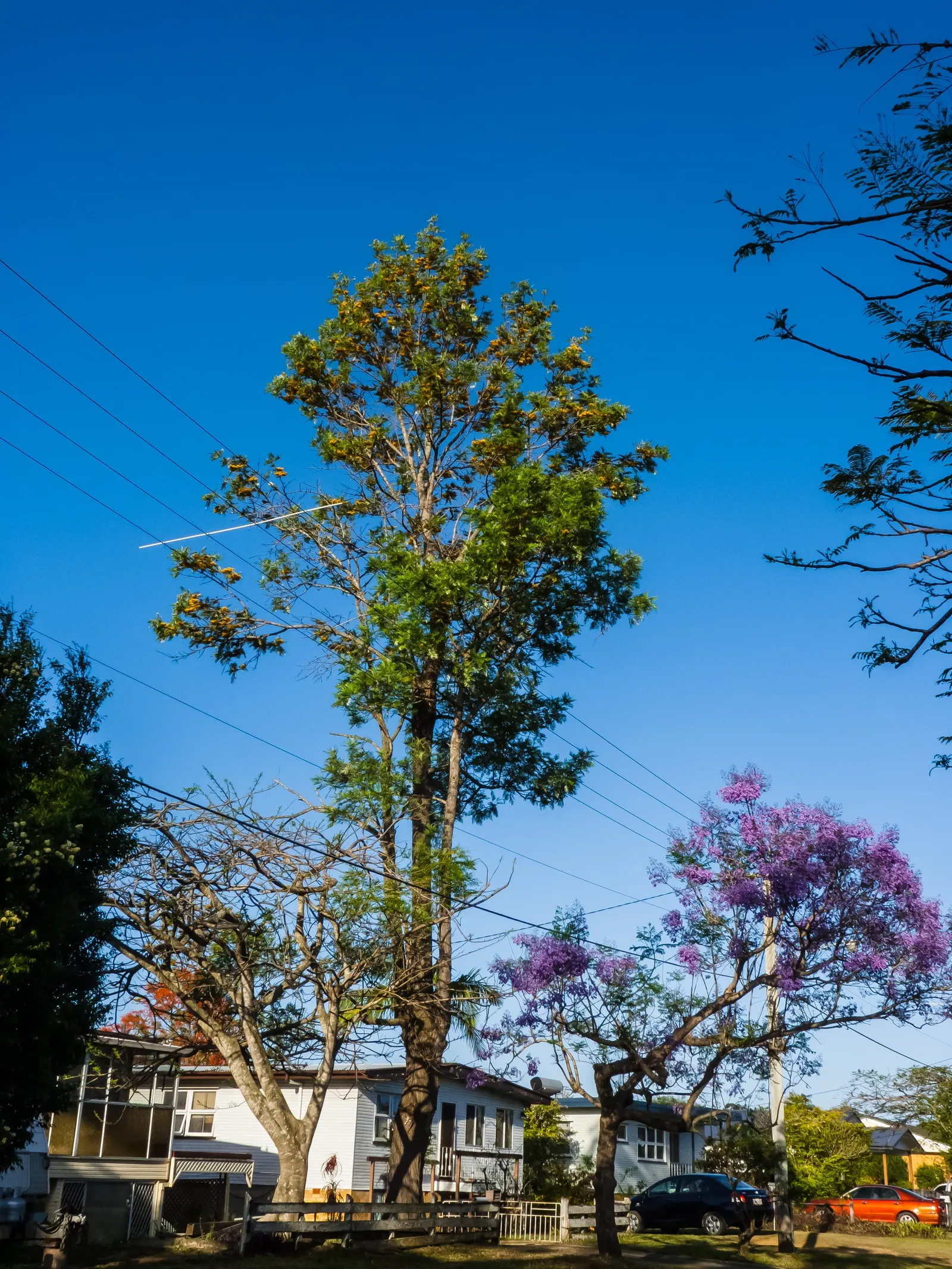 Silk Oak (Grevillea Robusta) — this tree can reach impressive heights up to 100 feet with a canopy spread of about 30 feet when mature