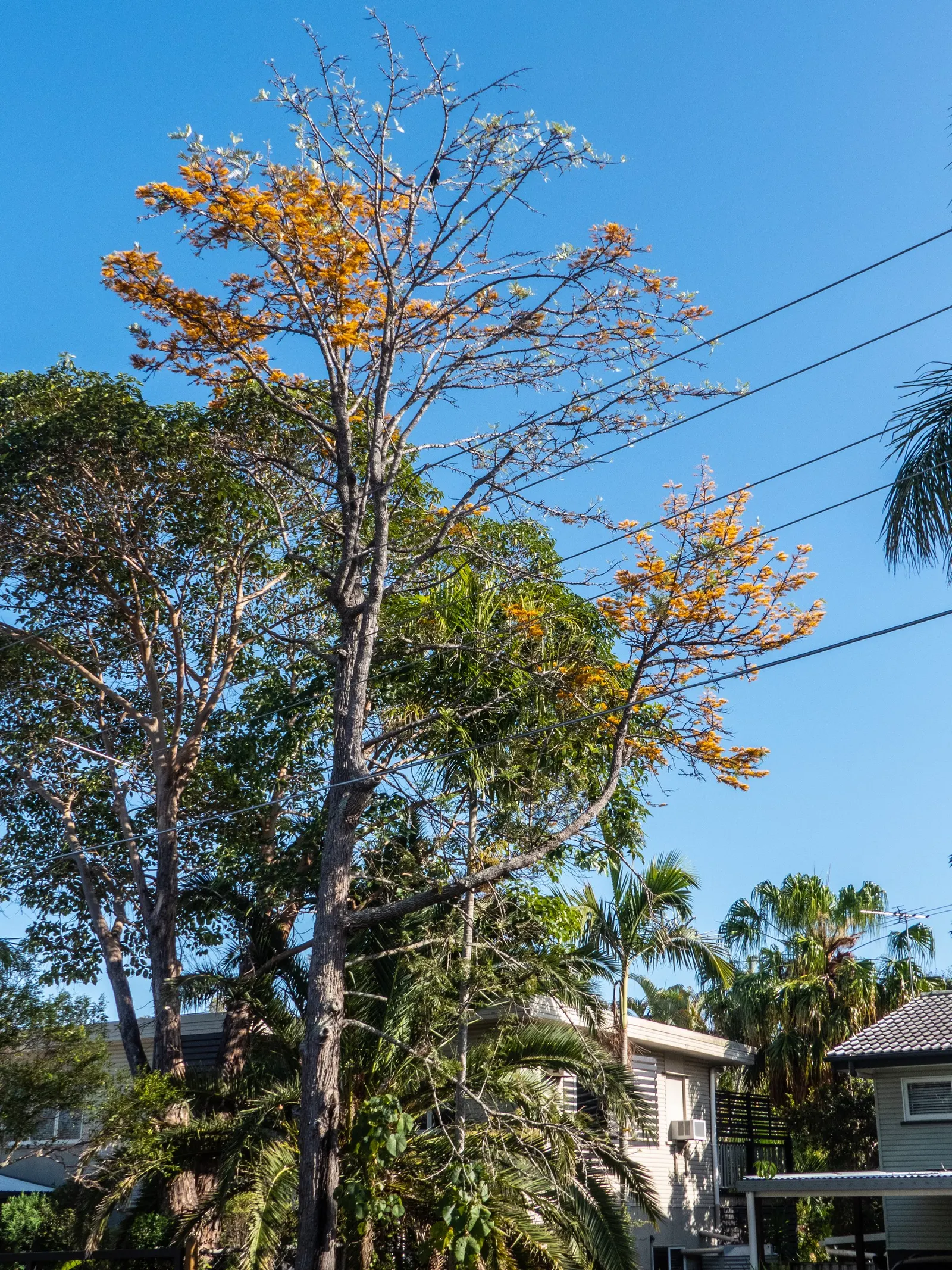 Silk Oak (Grevillea Robusta) — Native to Australia, it thrives in USDA Zones 9-11, preferring full sun and well-drained soil; tree for full