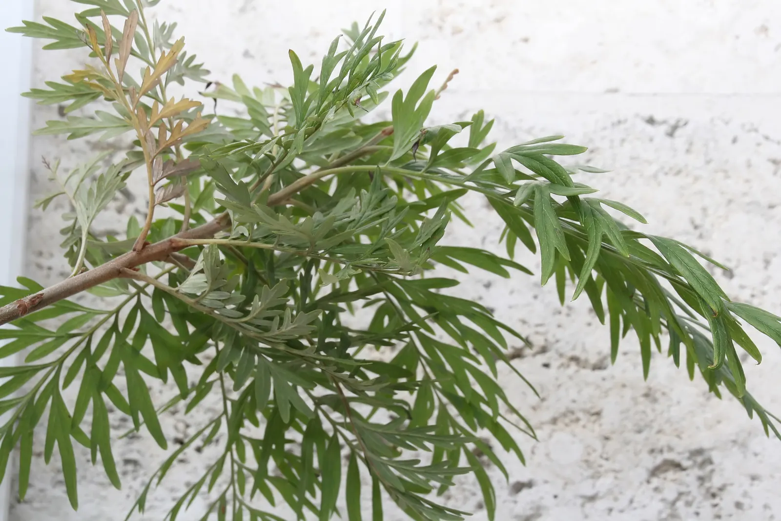 Silk Oak (Grevillea Robusta) — This fast-growing tree is drought-tolerant