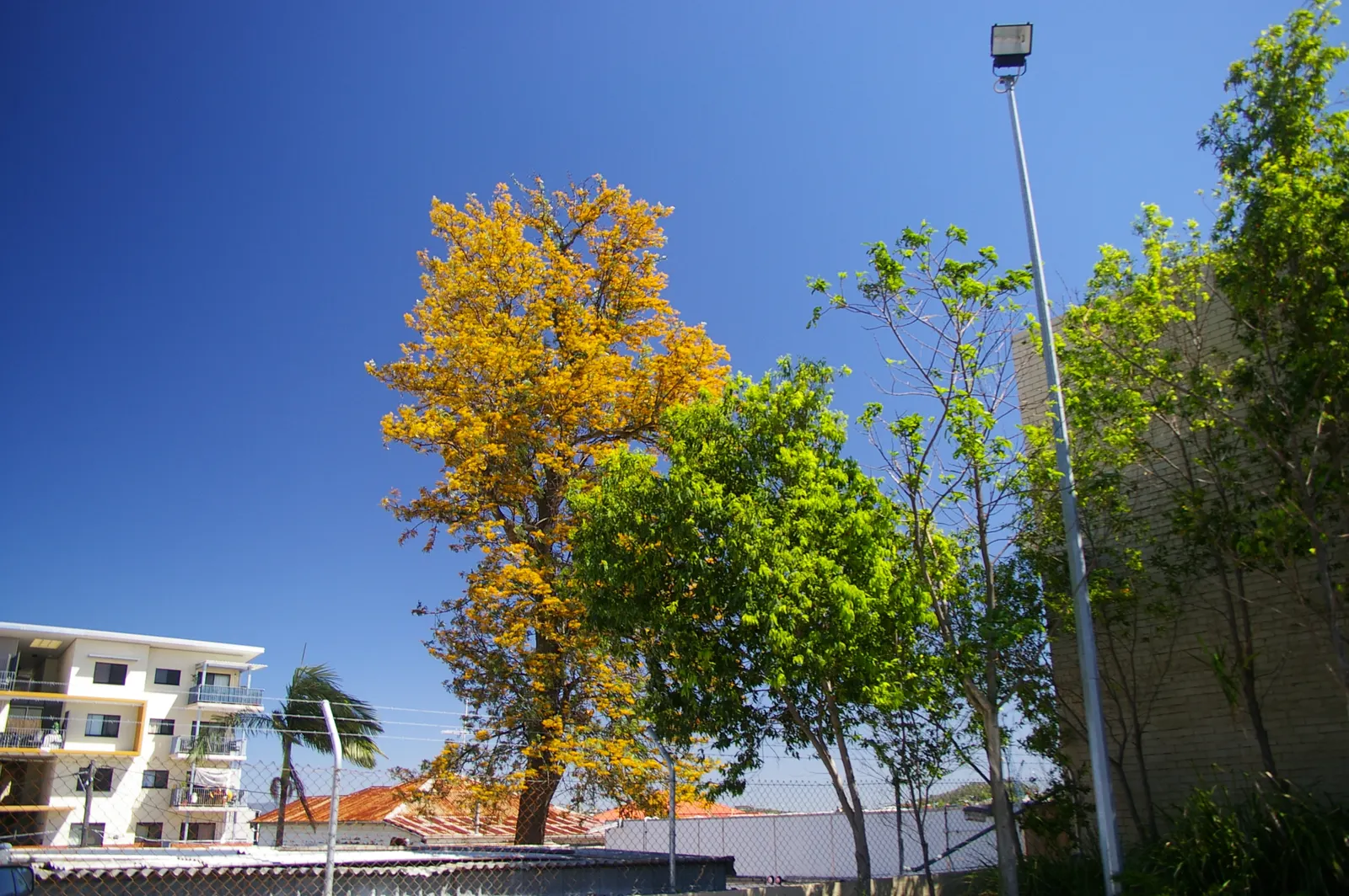 Silk Oak (Grevillea Robusta) — This fast-growing tree is drought-tolerant; scientifically known as Grevillea robusta