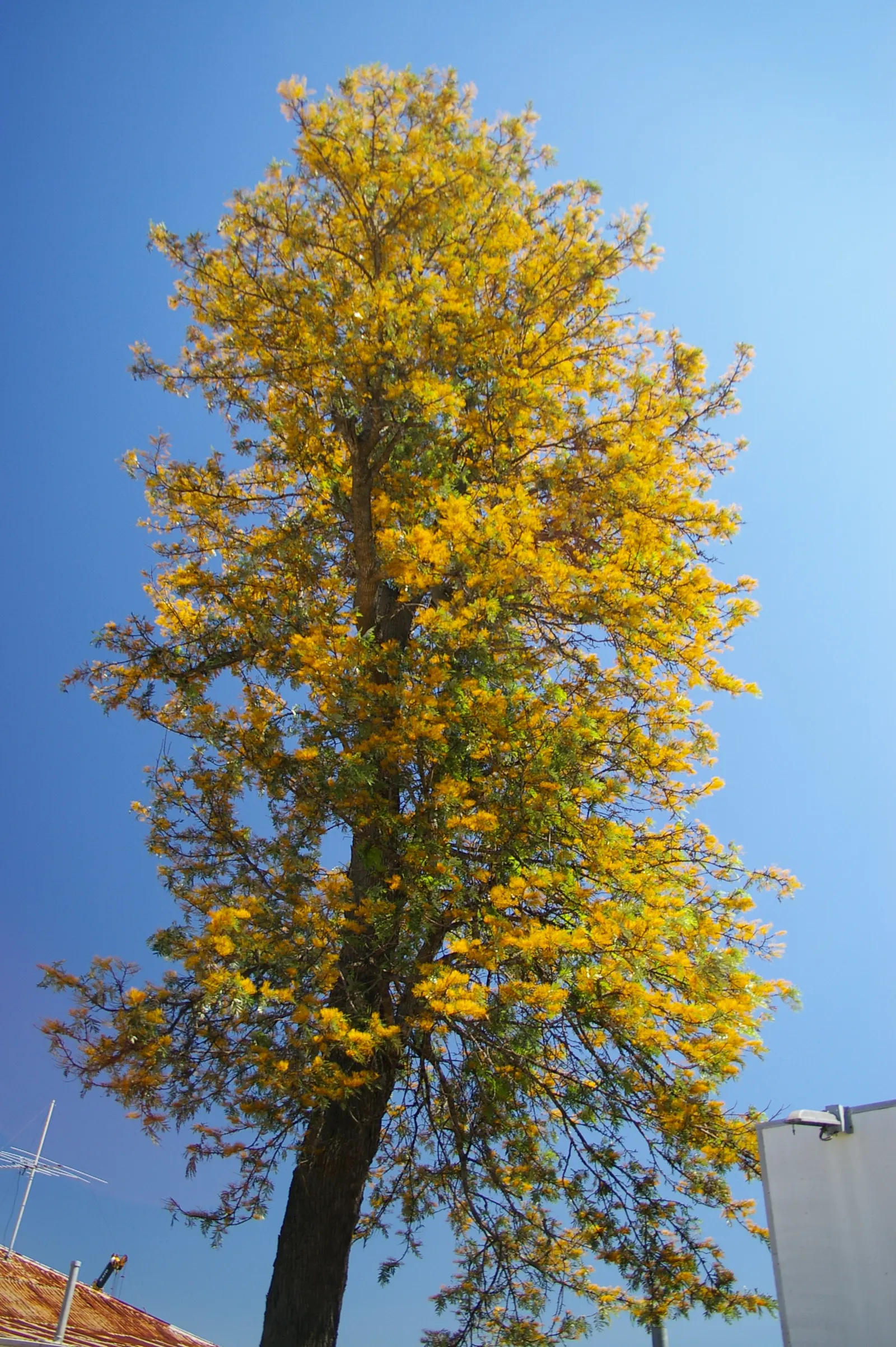 Silk Oak (Grevillea Robusta) — gold and yellow flowers in the garden