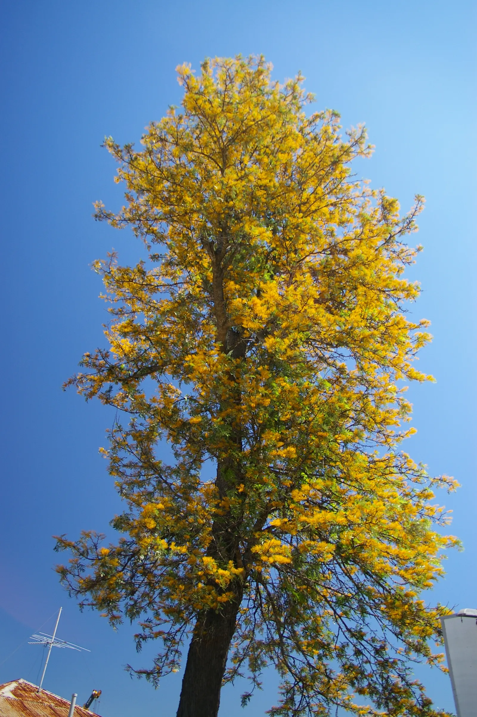 Silk Oak (Grevillea Robusta) — as it has an aggressive root system that can damage nearby pavements or structures