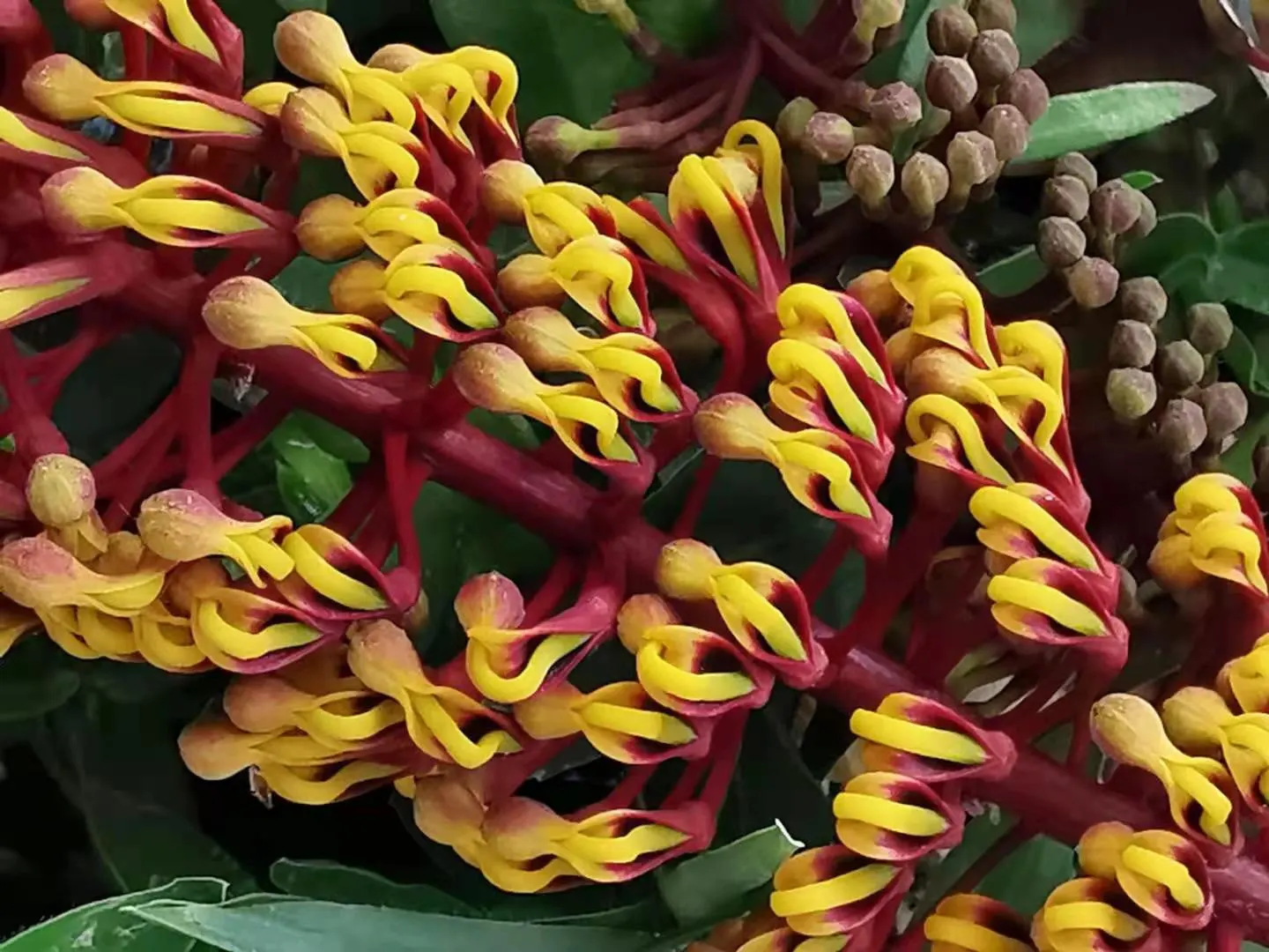 Silk Oak (Grevillea Robusta) — provide a stunning contrast against the deep green