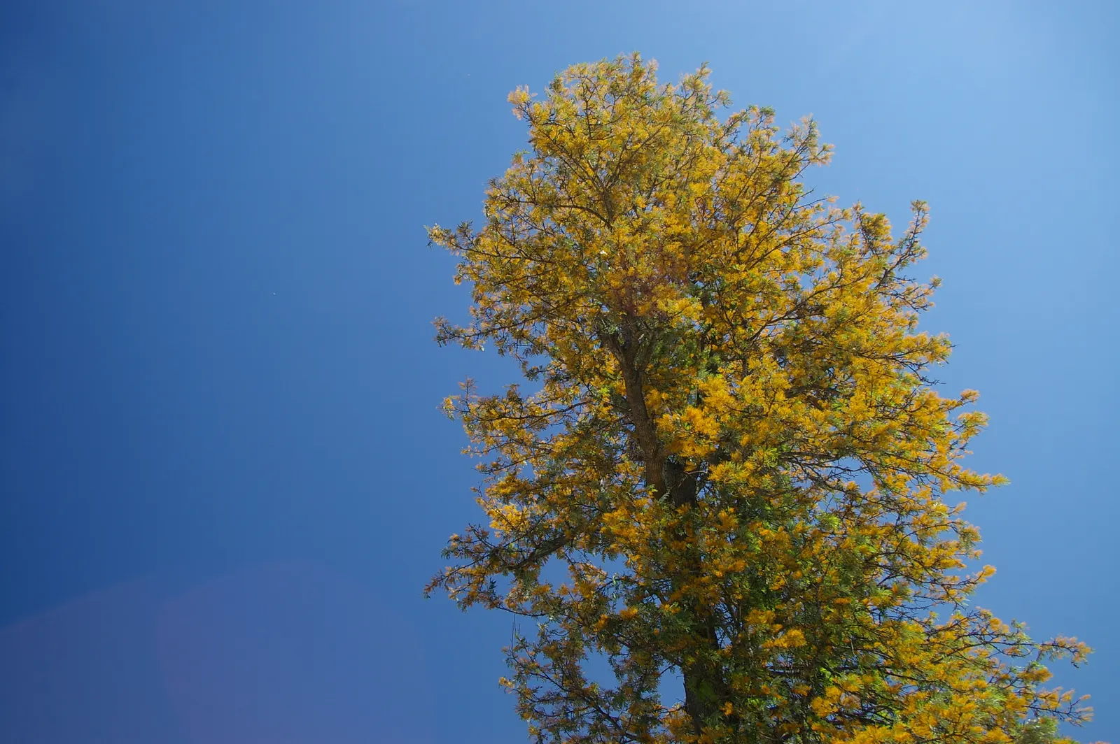 Silk Oak (Grevillea Robusta) — this tree can reach impressive heights up to 100 feet with a canopy spread of about 30 feet when mature; it is important to note