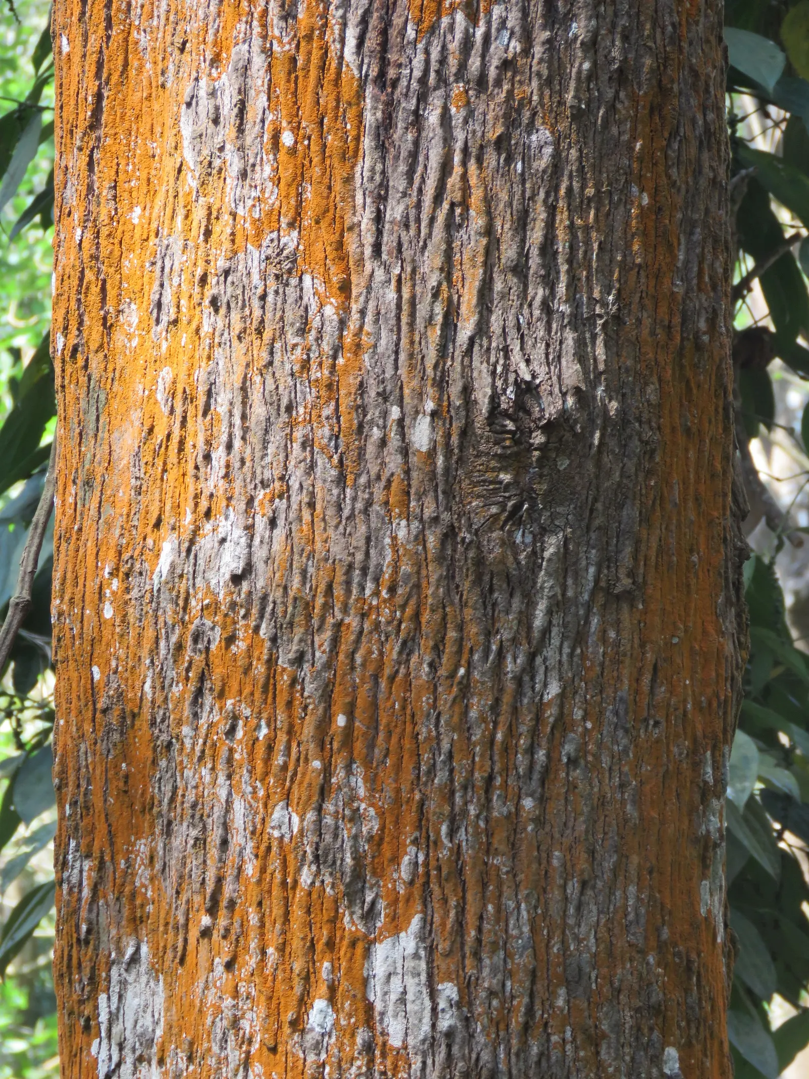 Silk Oak (Grevillea Robusta) — as it has an aggressive root system that can damage nearby pavements or structures; this fast-growing tree is, image 69