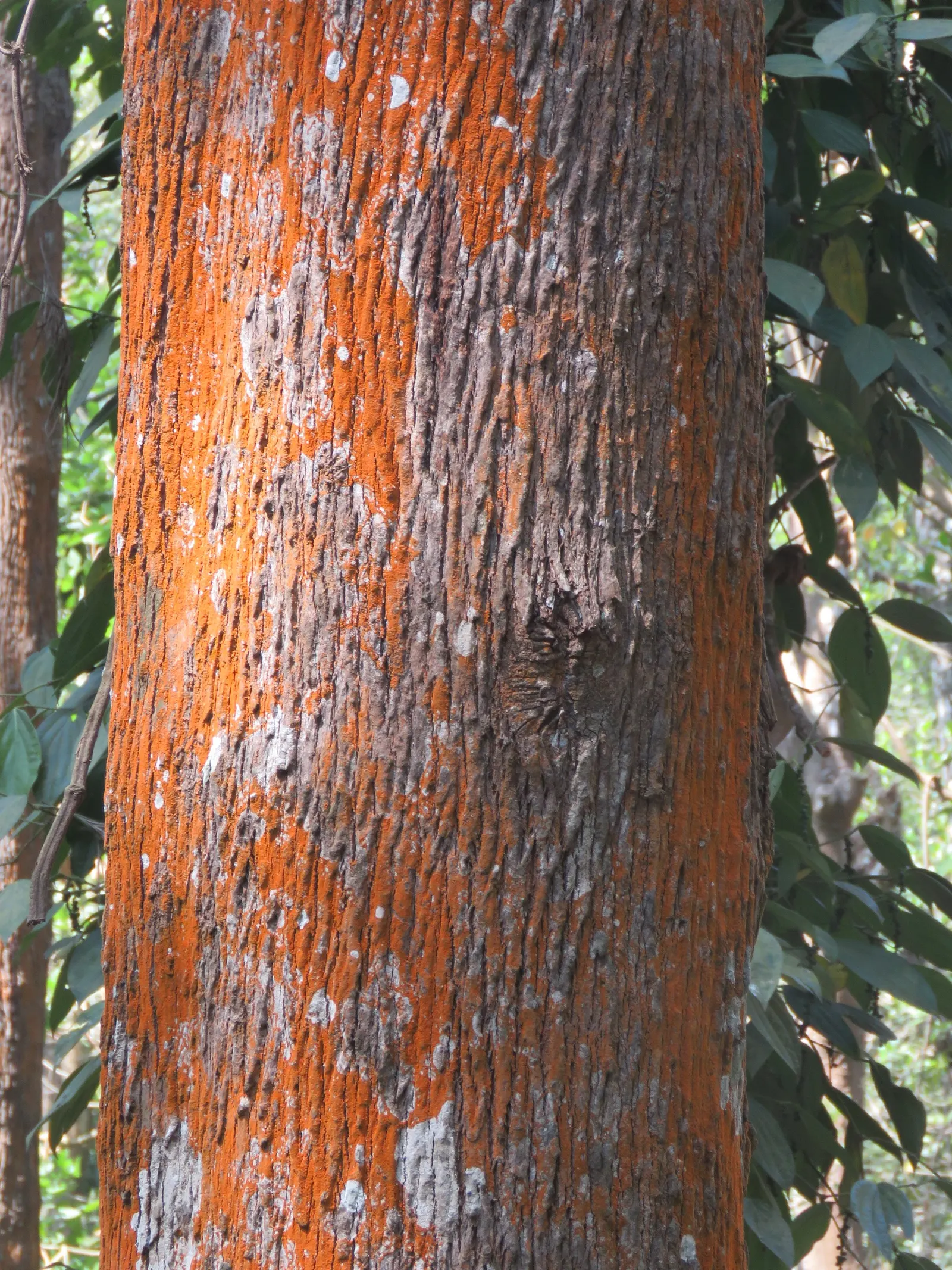 Silk Oak (Grevillea Robusta) — Regular pruning will help maintain its shape and prevent excessive spread; is an elegant evergreen with fern-like, image 72