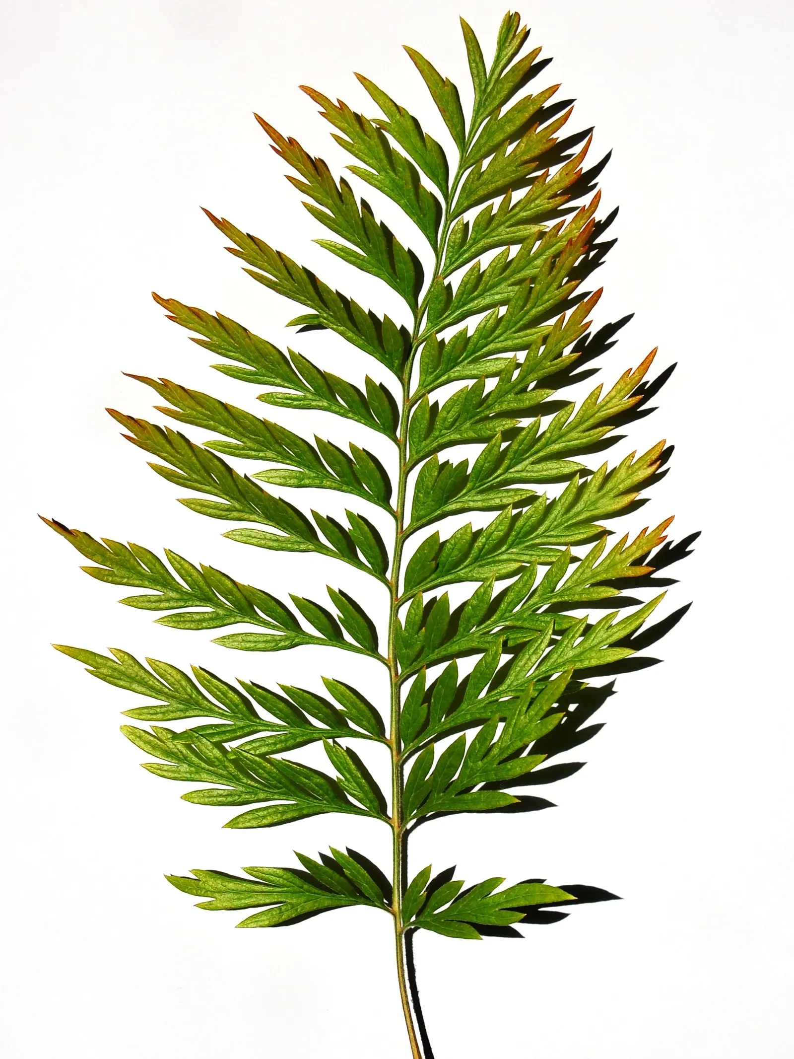 Silk Oak (Grevillea Robusta) — making it an ideal focal piece for large landscapes requiring minimal maintenance; growing up to 6 inches long, image 56