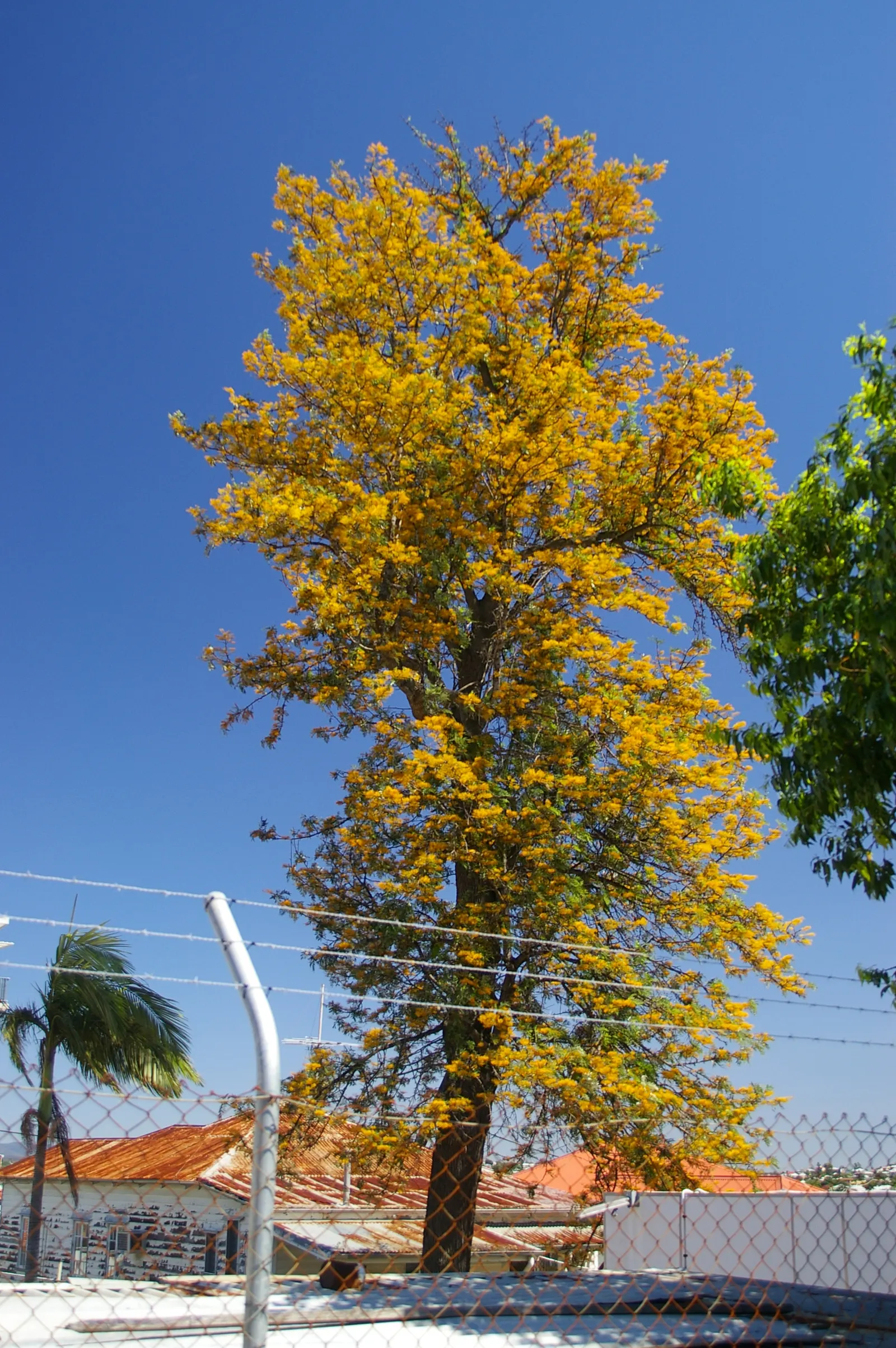 Silk Oak (Grevillea Robusta) — making it an ideal focal piece for large landscapes requiring minimal maintenance