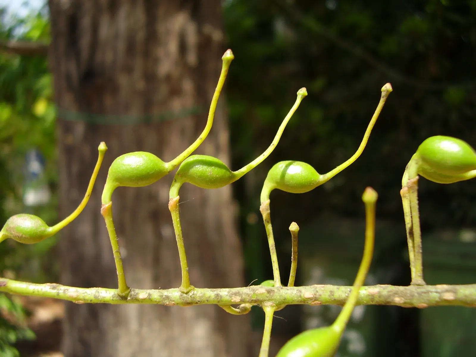 Silk Oak (Grevillea Robusta) — It requires full sun exposure to thrive and can endure short drought periods once established