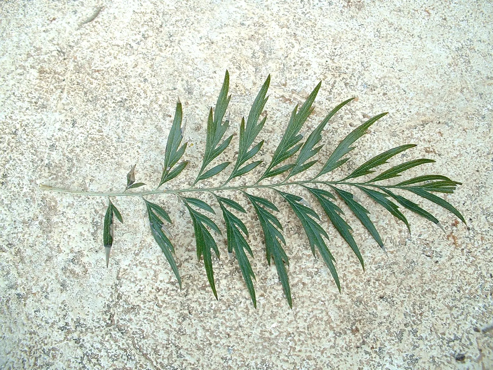 Silk Oak (Grevillea Robusta) — is an elegant evergreen with fern-like foliage; native to Australia, it thrives in USDA Zones 9-11, preferring full sun and