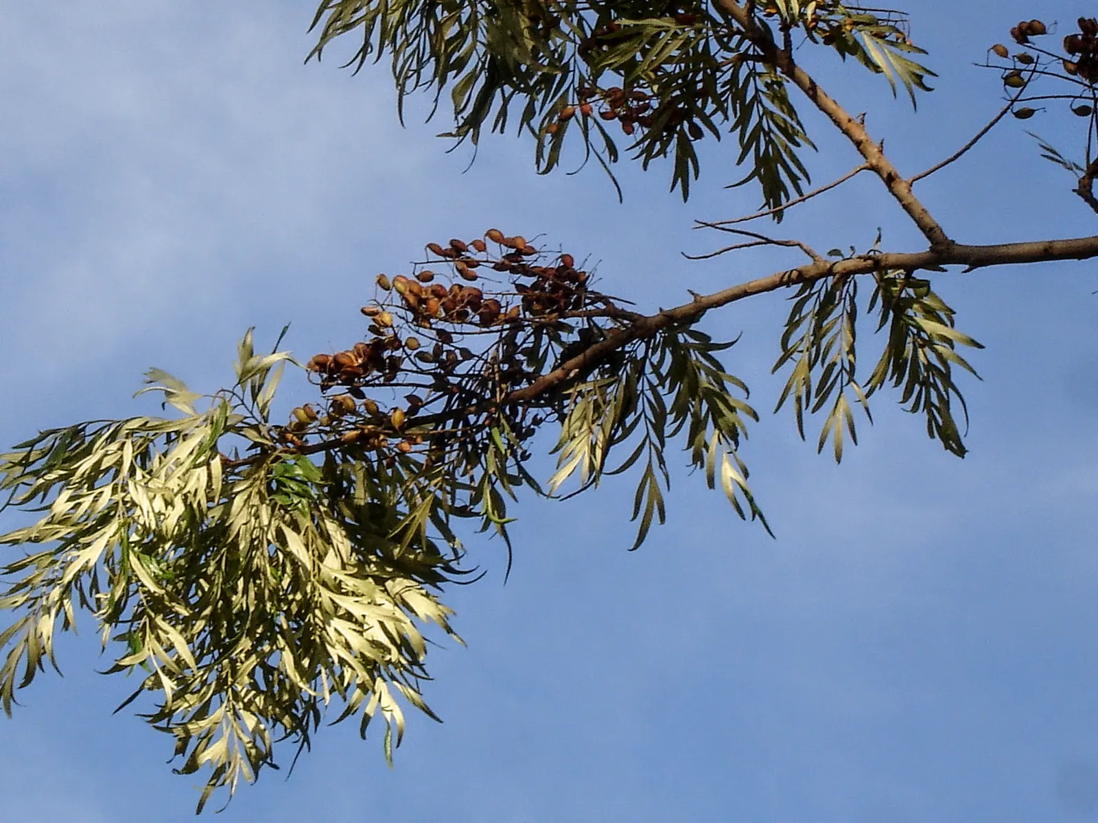 Silk Oak (Grevillea Robusta) — This fast-growing tree is drought-tolerant; scientifically known as Grevillea robusta, image 55