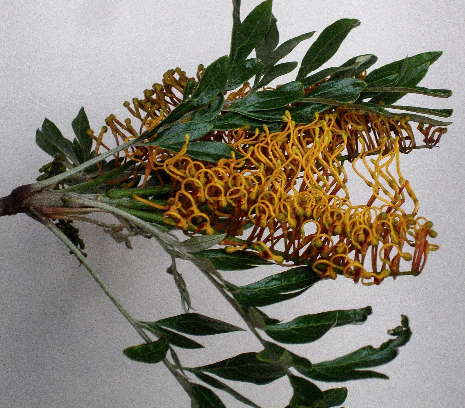 Silk Oak (Grevillea Robusta) — is an elegant evergreen with fern-like foliage; native to Australia, it thrives in USDA Zones 9-11, preferring full, image 51