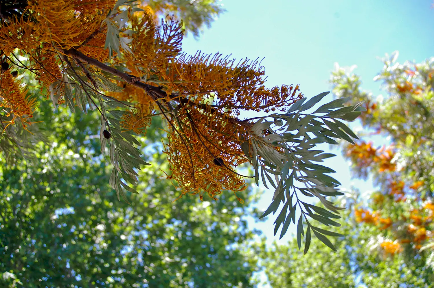 Silk Oak (Grevillea Robusta) — it is important to note that the Silk Oak is best suited for USDA zones 9 to 11 and prefers well-drained soils; dissected