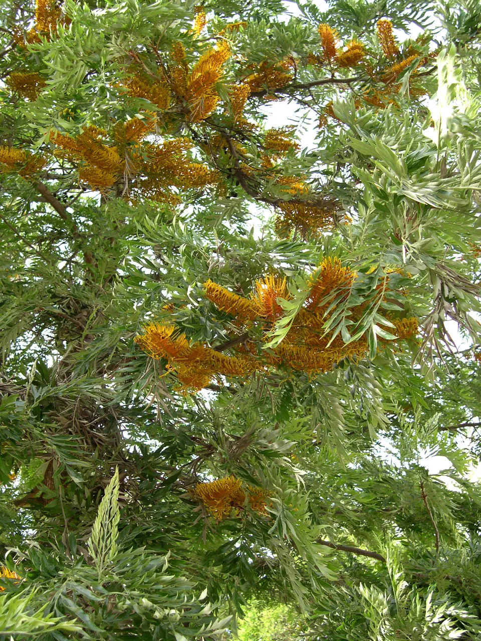 Silk Oak (Grevillea Robusta) — Native to Australia, it thrives in USDA Zones 9-11, preferring full sun and well-drained soil; tree for full, image 54