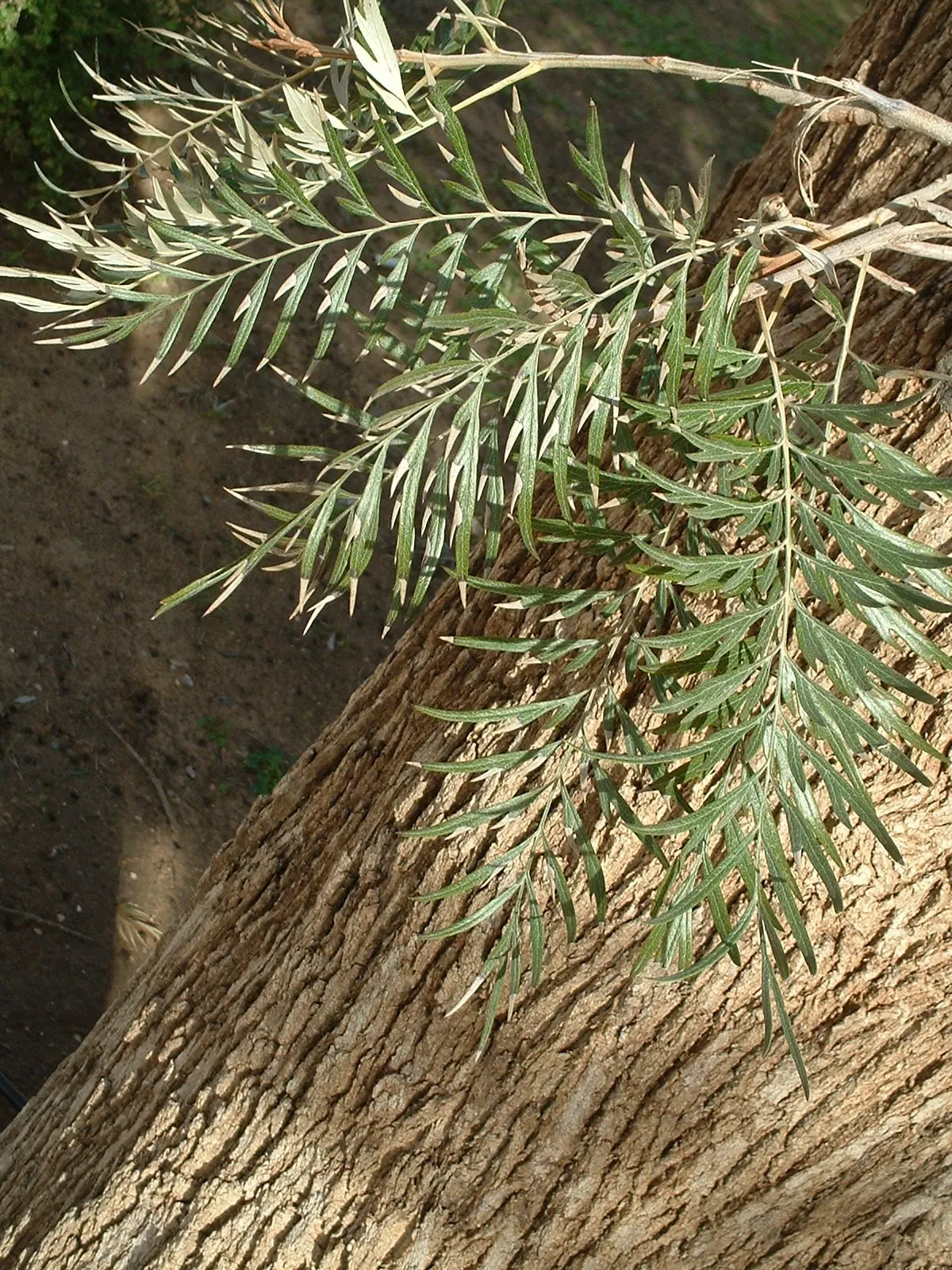 Silk Oak (Grevillea Robusta) — growing up to 100 feet tall with a spread of 20-30 feet
