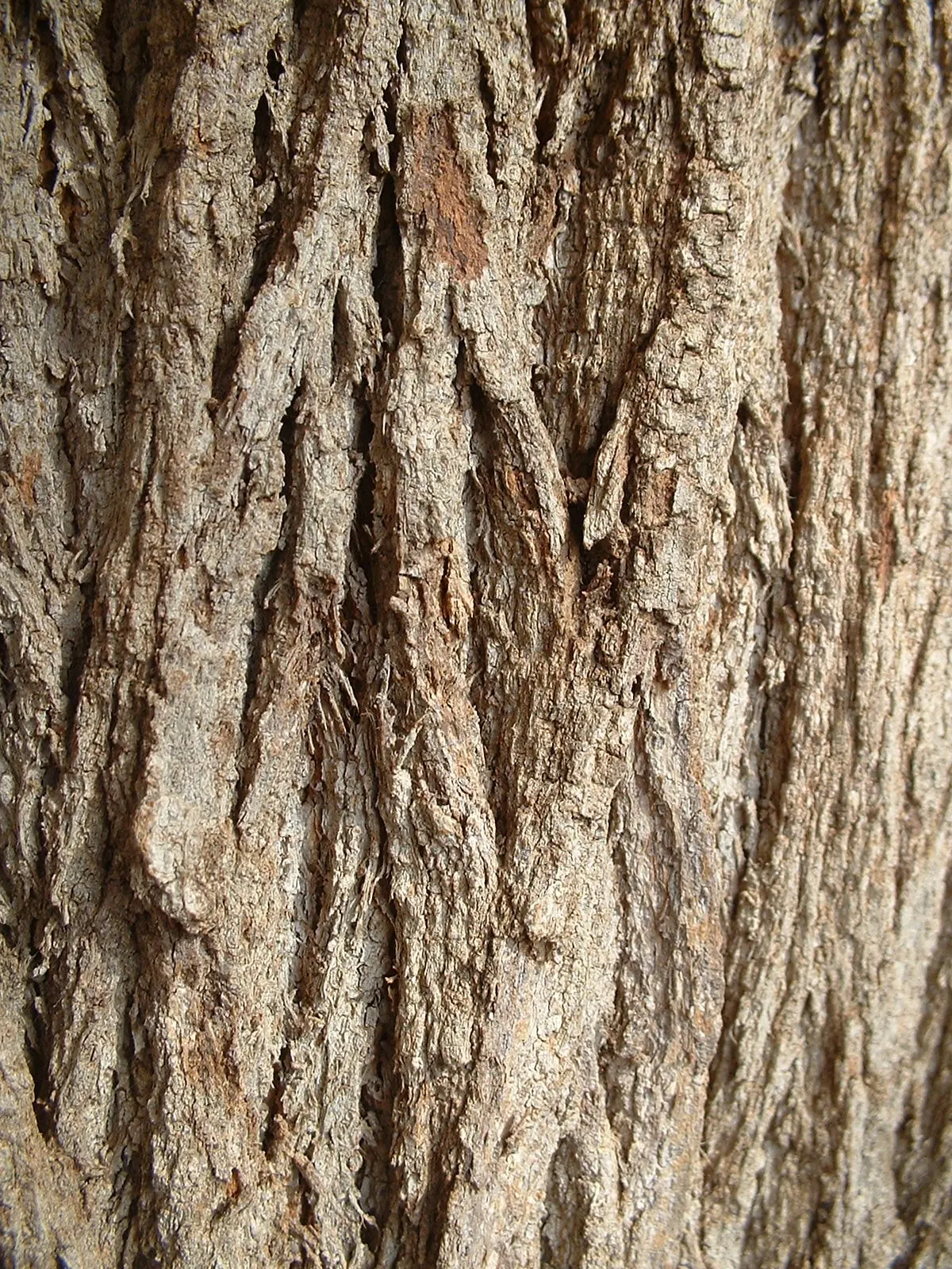 Silk Oak (Grevillea Robusta) — Native to Australia, it thrives in USDA Zones 9-11, preferring full sun and well-drained soil