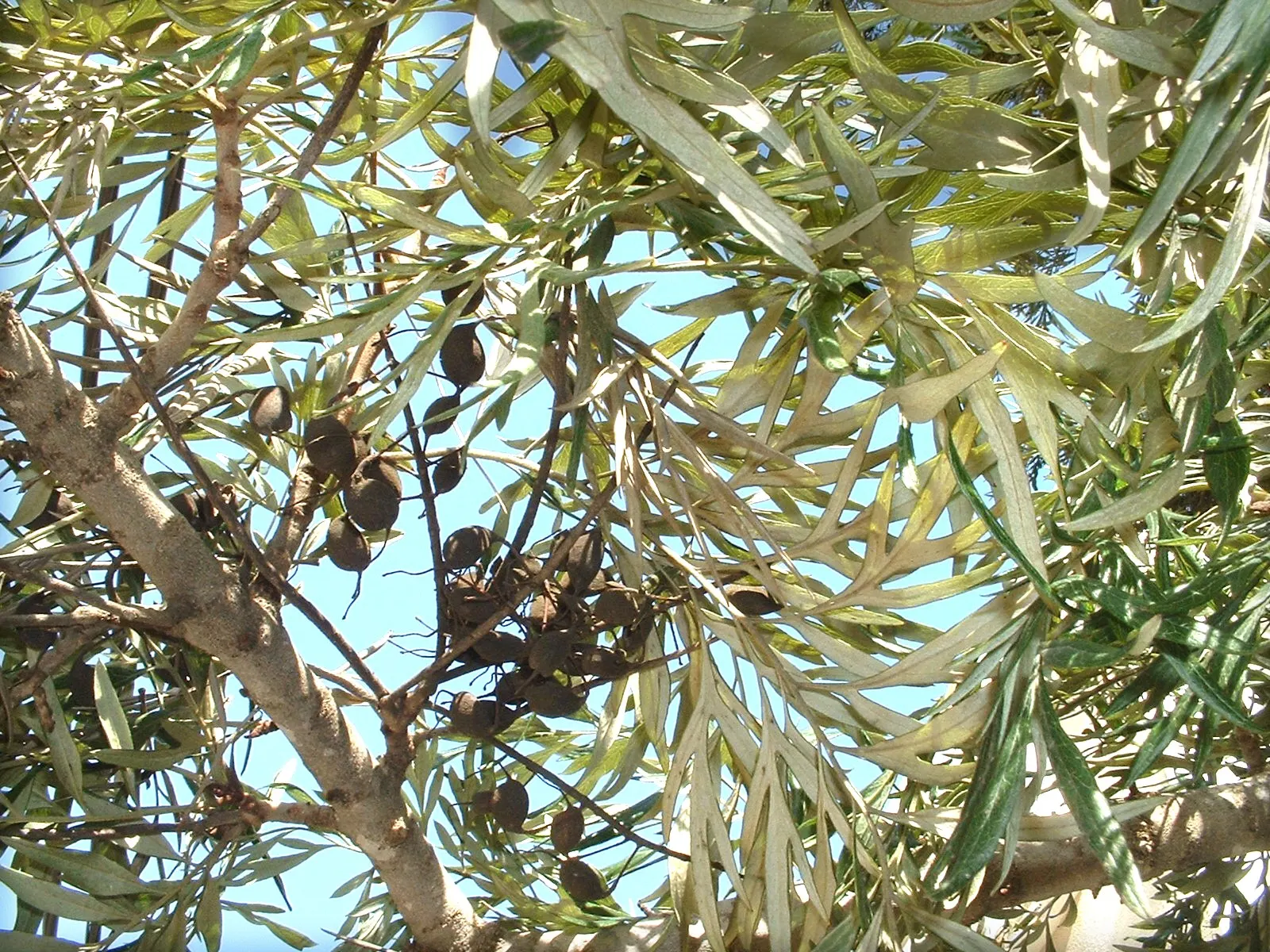 Silk Oak (Grevillea Robusta) — It requires full sun exposure to thrive and can endure short drought periods once established; gold and yellow, image 68