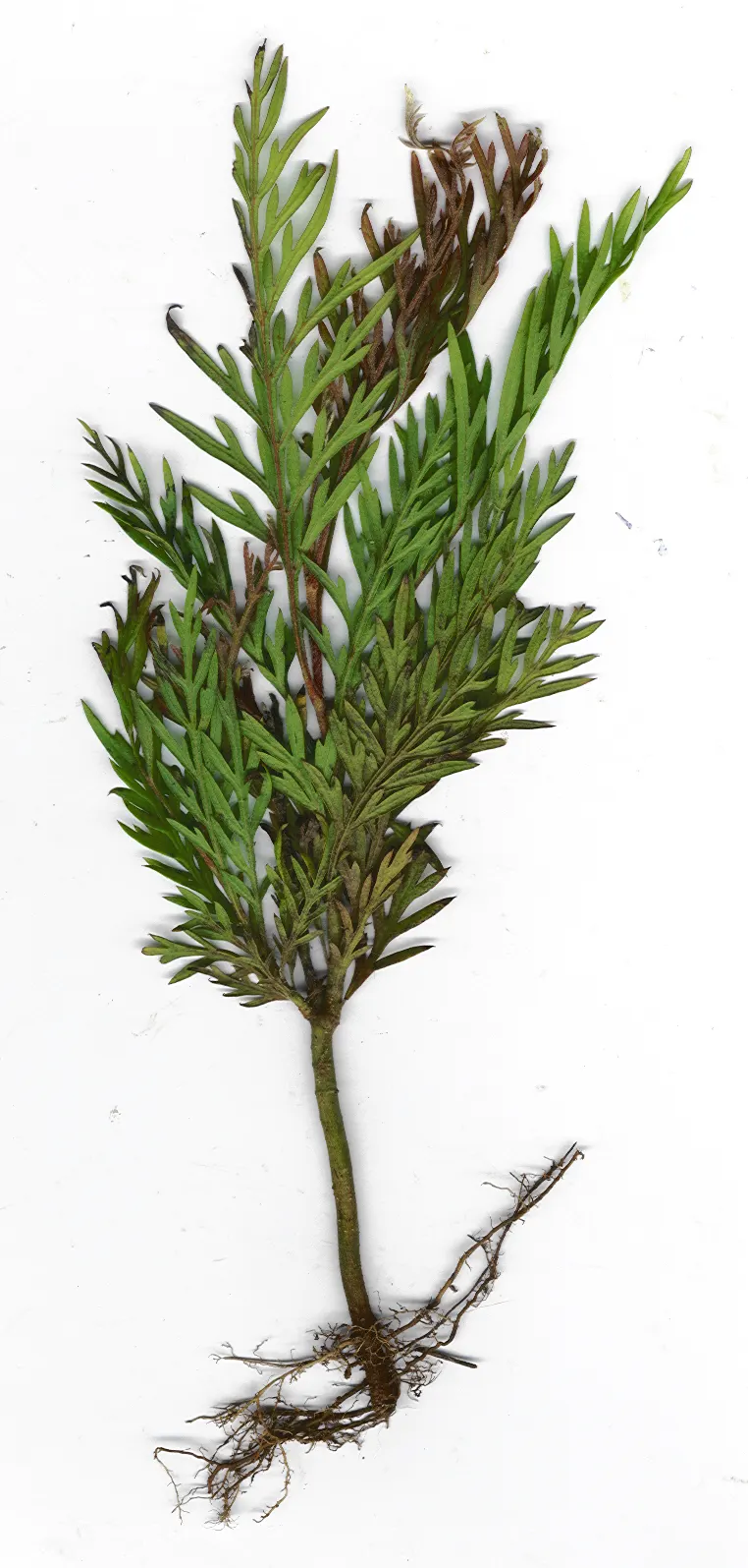Silk Oak (Grevillea Robusta) — The Silk Oak's fern-like foliage presents a delicate texture