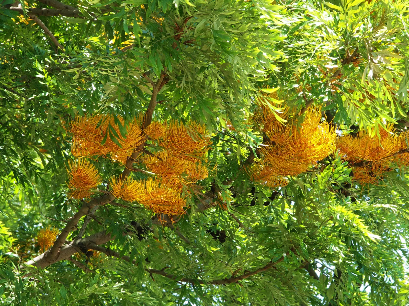 Silk Oak (Grevillea Robusta) — tree with gold and yellow blooms; provide a stunning contrast against the deep green