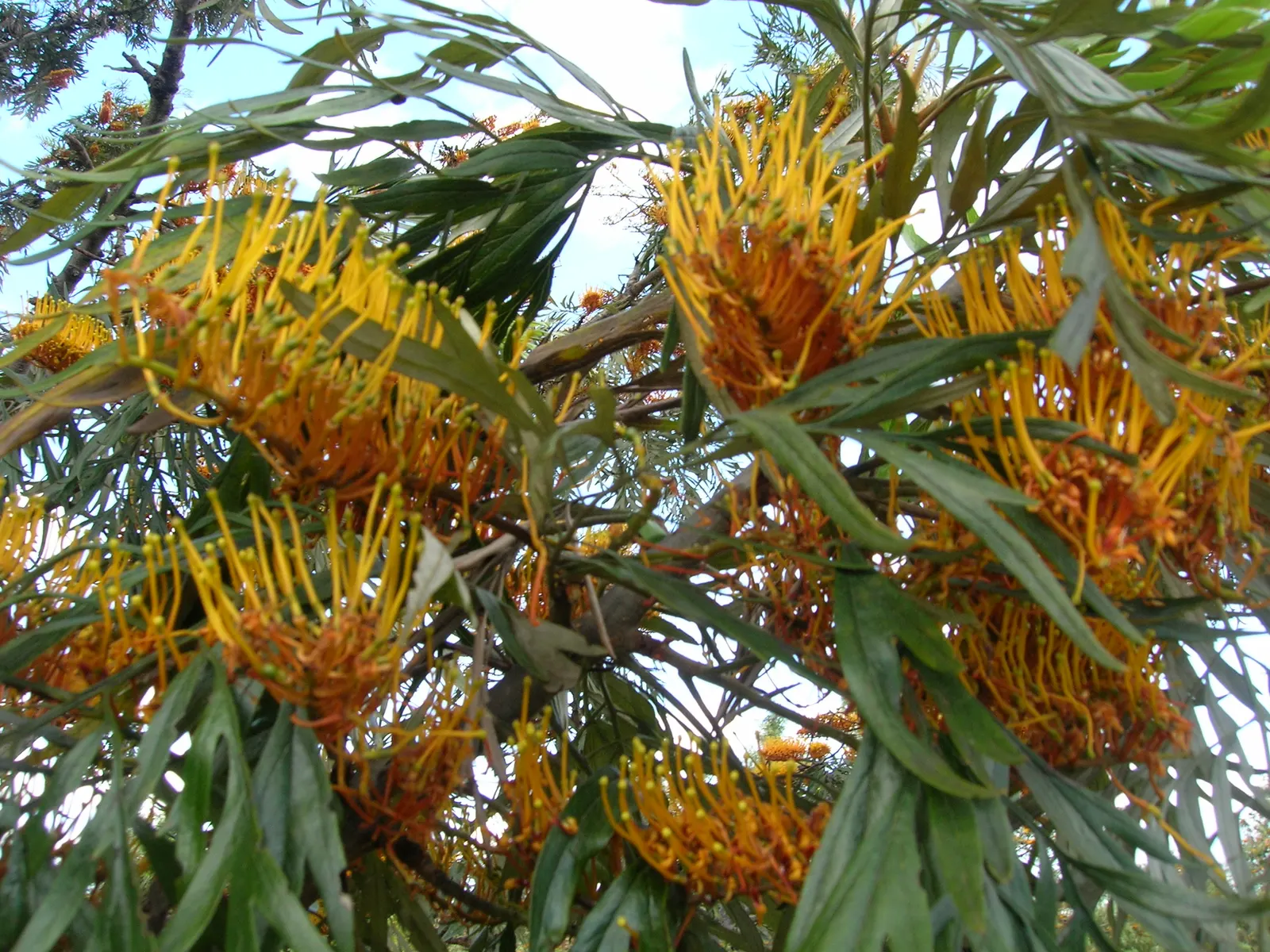 Silk Oak (Grevillea Robusta) — the foliage may cause skin irritation on sensitive individuals; bottlebrush-like flowers bloom abundantly