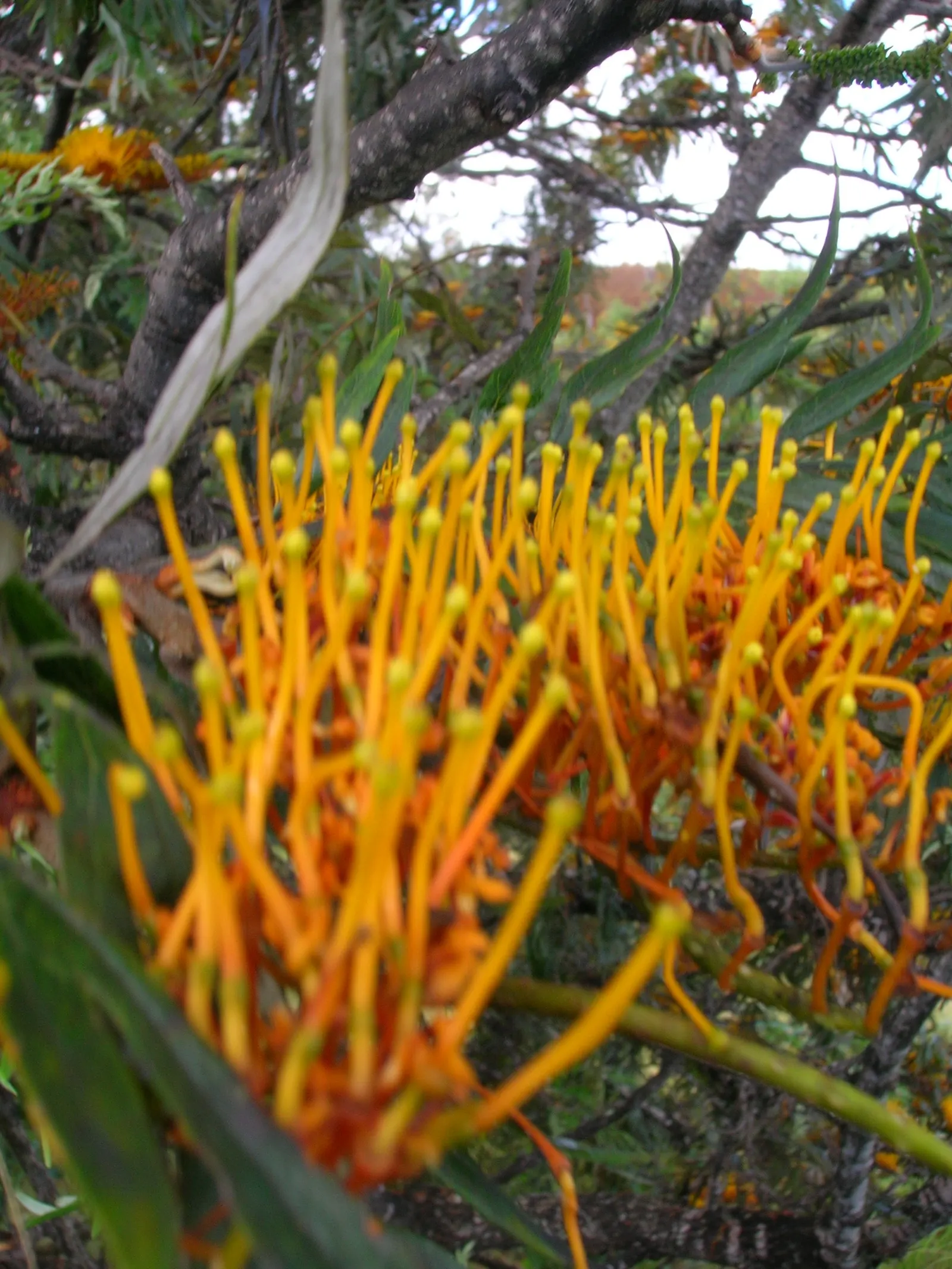 Silk Oak (Grevillea Robusta) — as it has an aggressive root system that can damage nearby pavements or structures; this fast-growing tree is drought-tolerant