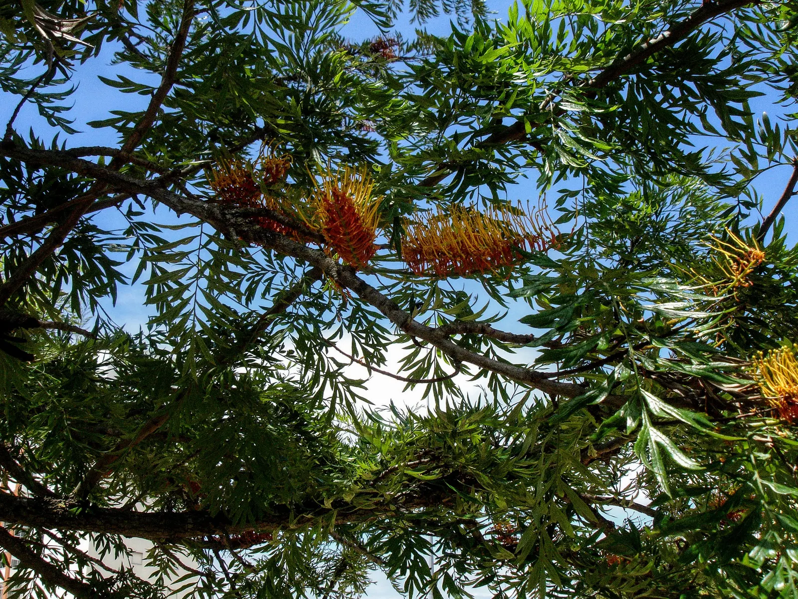 Silk Oak (Grevillea Robusta) — scientifically known as Grevillea robusta; and it's recommended to plant it away from areas with heavy pedestrian, image 57