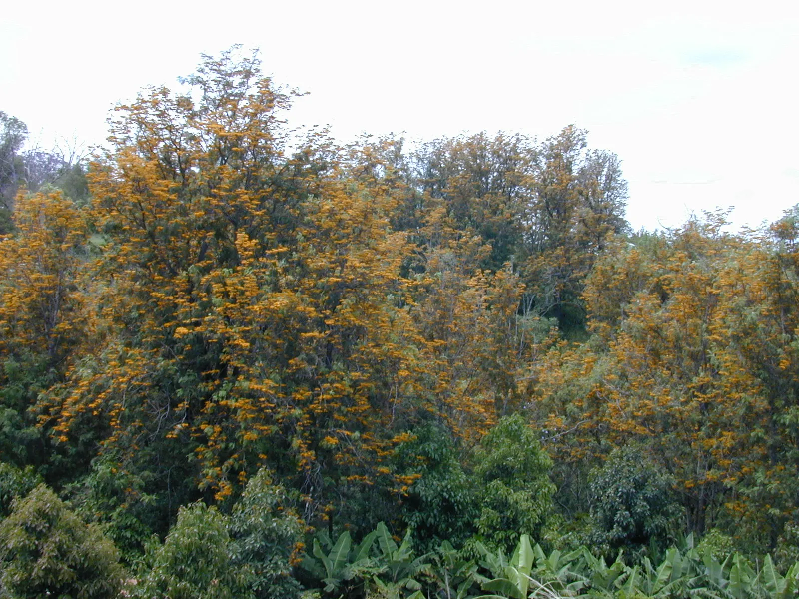 Silk Oak (Grevillea Robusta) — is a majestic evergreen tree renowned for its ornamental qualities and fast-growing nature; its nectar-rich, orange blossoms